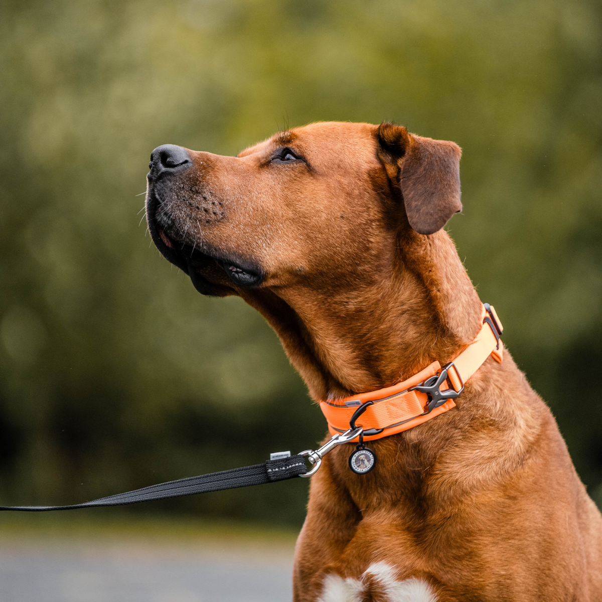 Hundehalsband | 5954000077_3.png