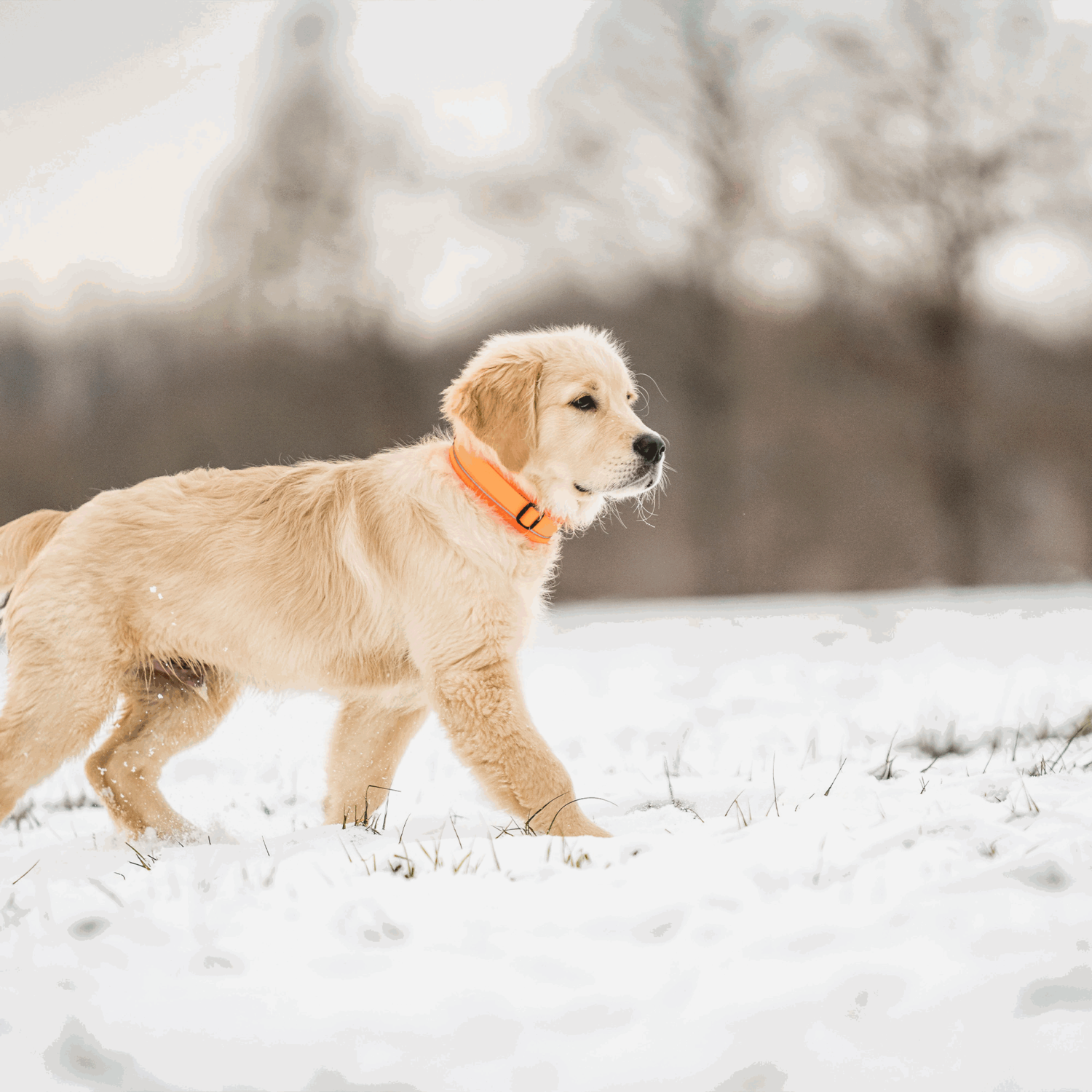 Hundehalsband | 5954000077_4.png