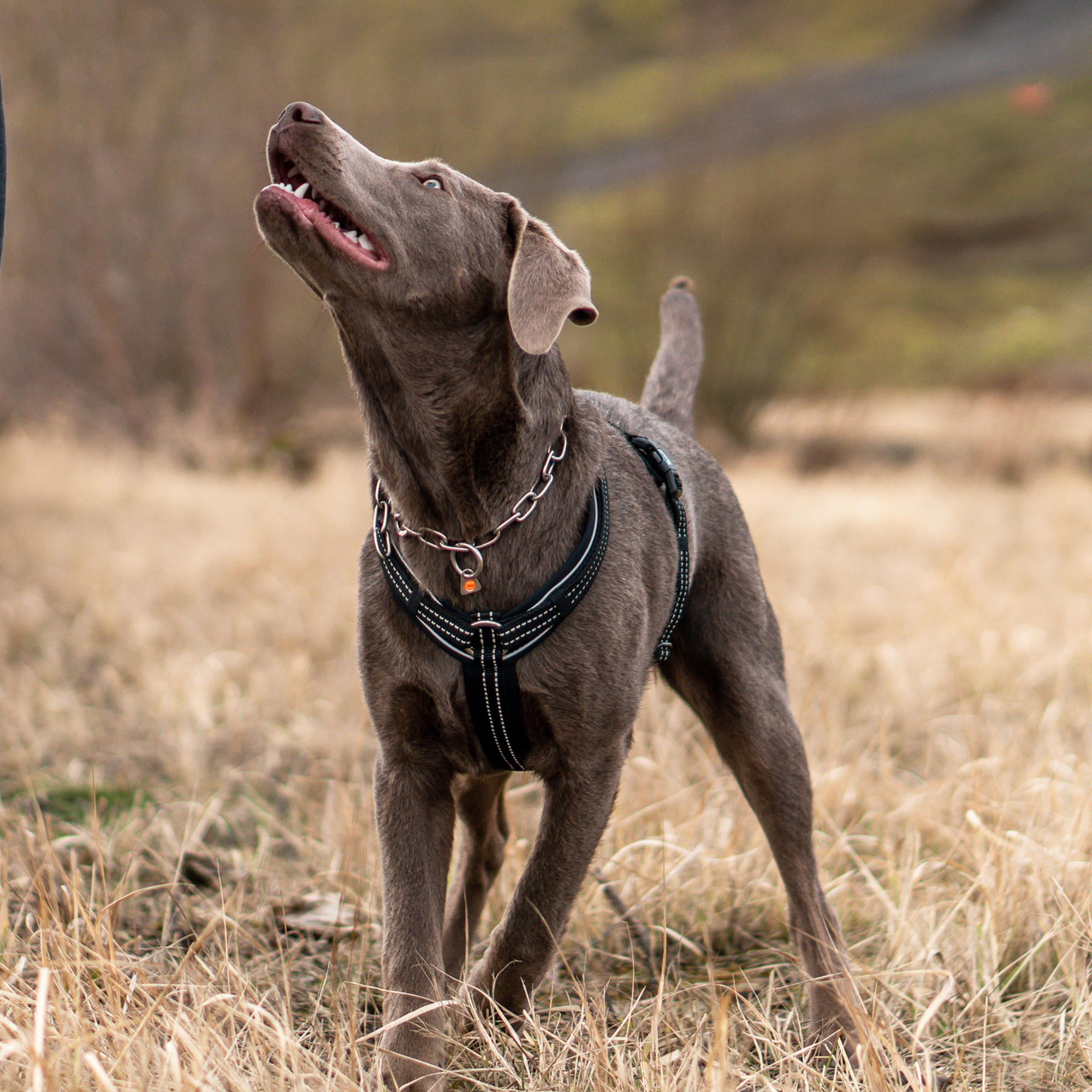 Hundegeschirr Y Geschirr | 59541-71_12.png