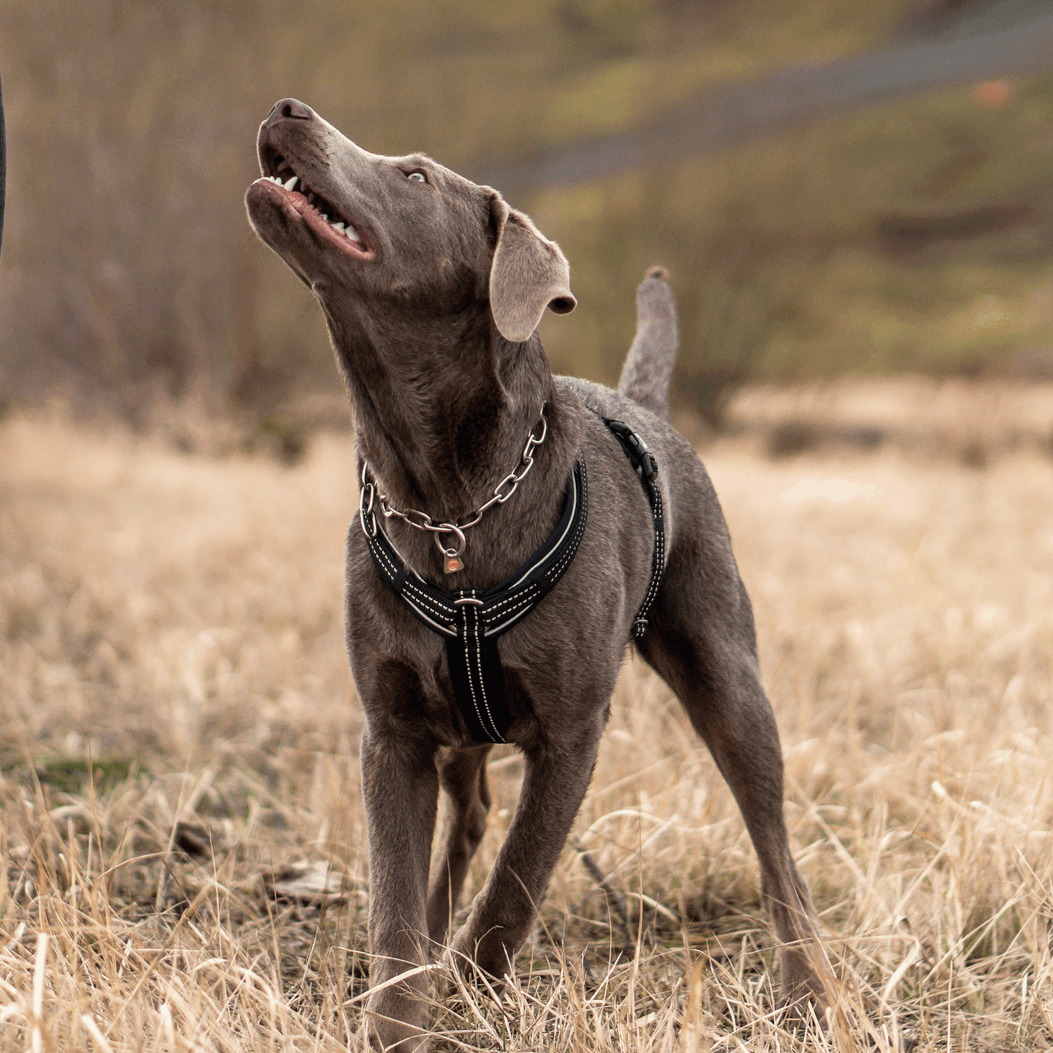 Hundegeschirr Y Geschirr | 59541-71_12.png | 1731102340