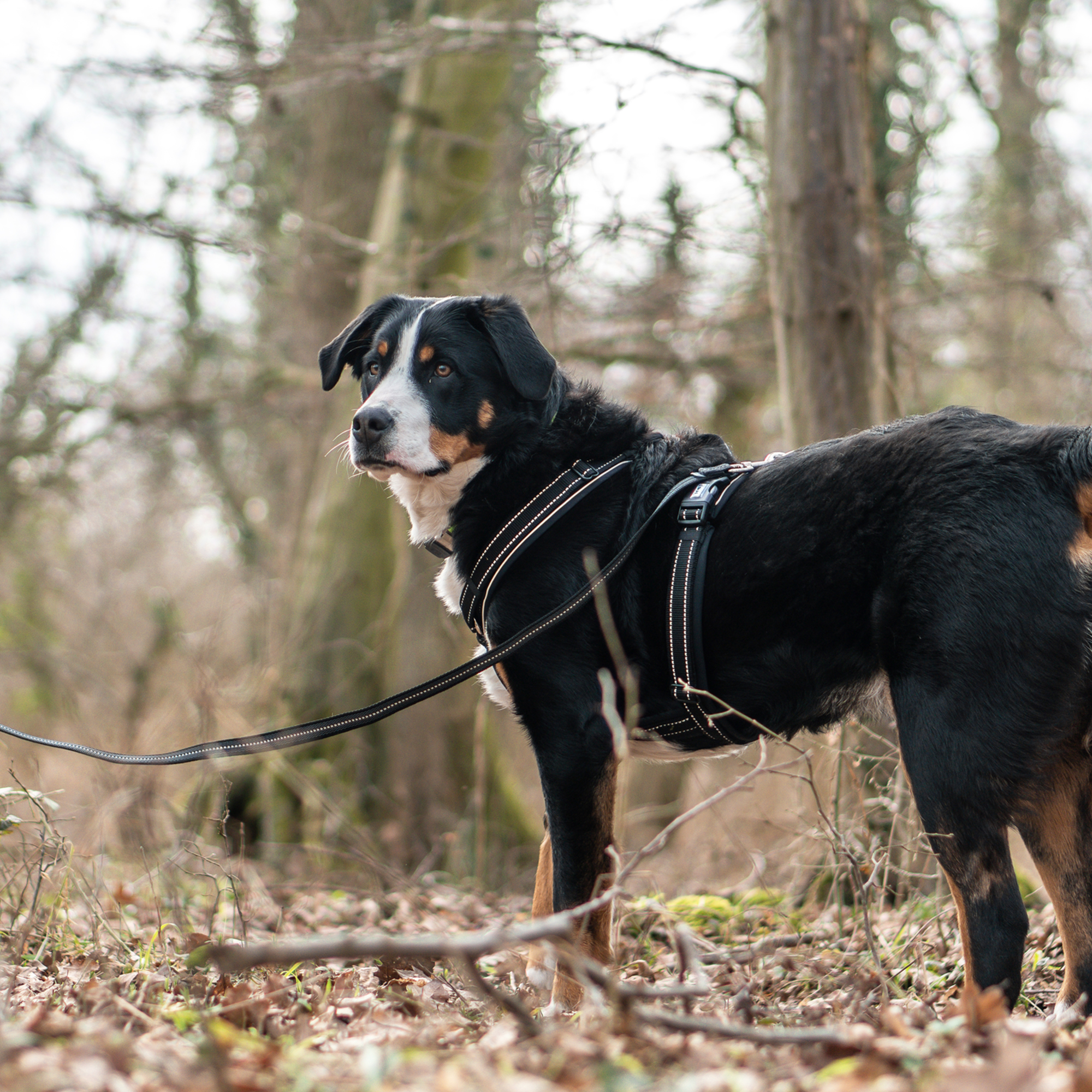Hundegeschirr Y Geschirr | 59541-71_15.png