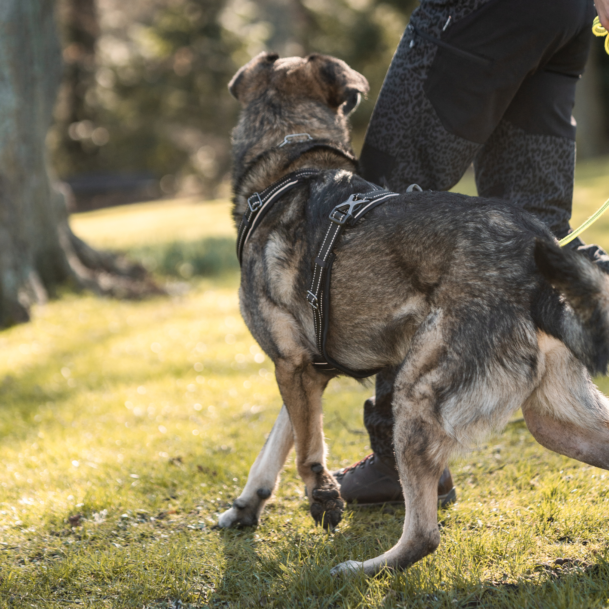 Hundegeschirr Y Geschirr | 59541-71_16.png