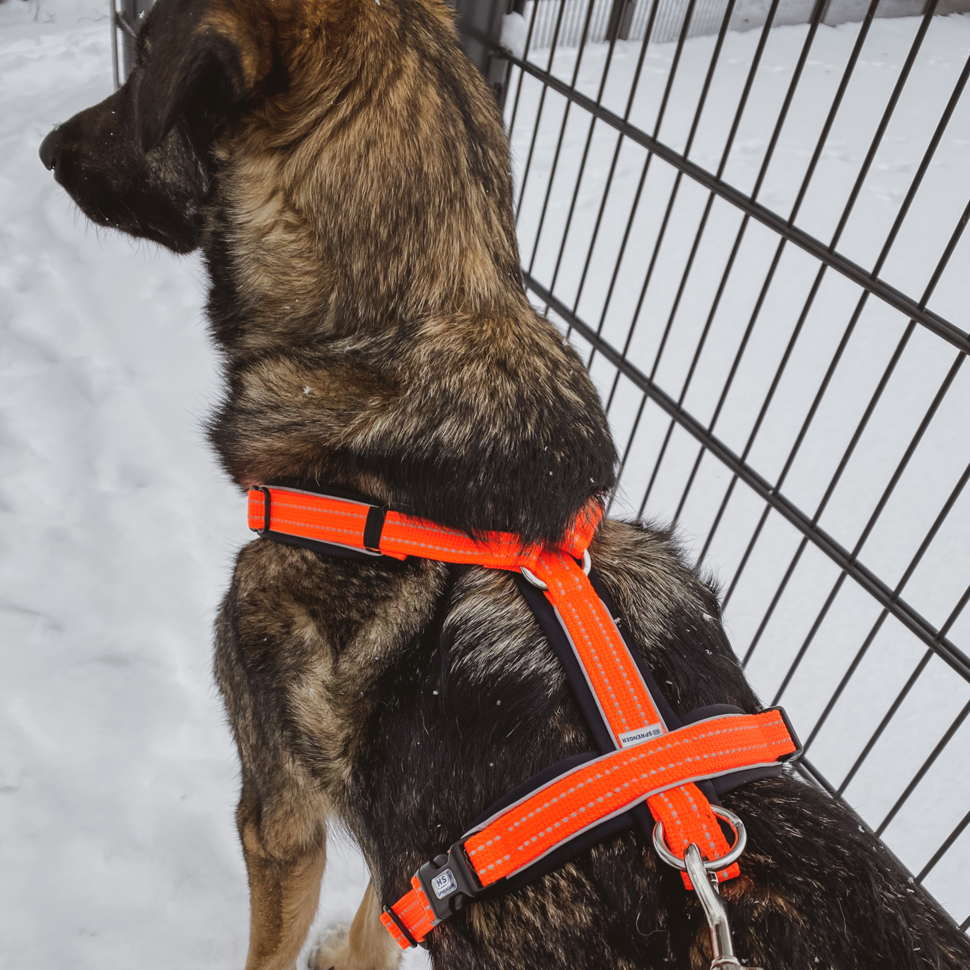 Wandern mit Hund Bundle neon orange | 59541-77_10.png