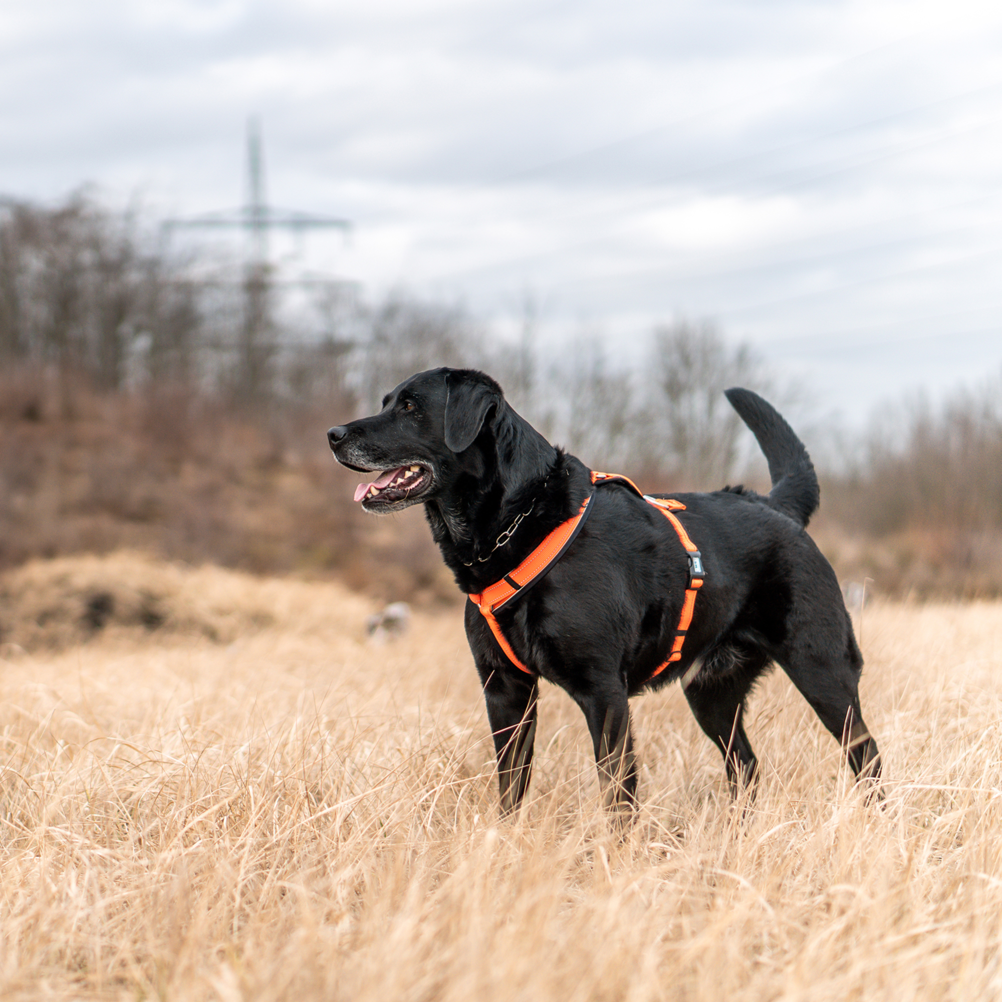 Hundegeschirr Y Geschirr | 59541-77_14.png