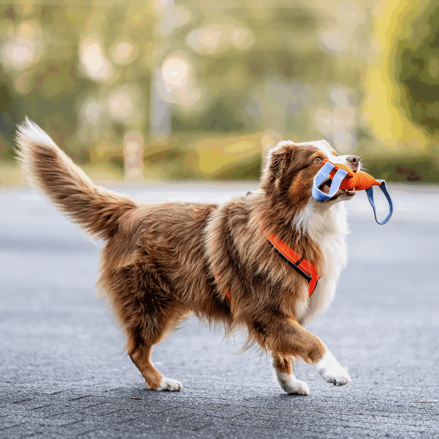 Hundegeschirr Y Geschirr | 59541-77_3.png | 1731102356