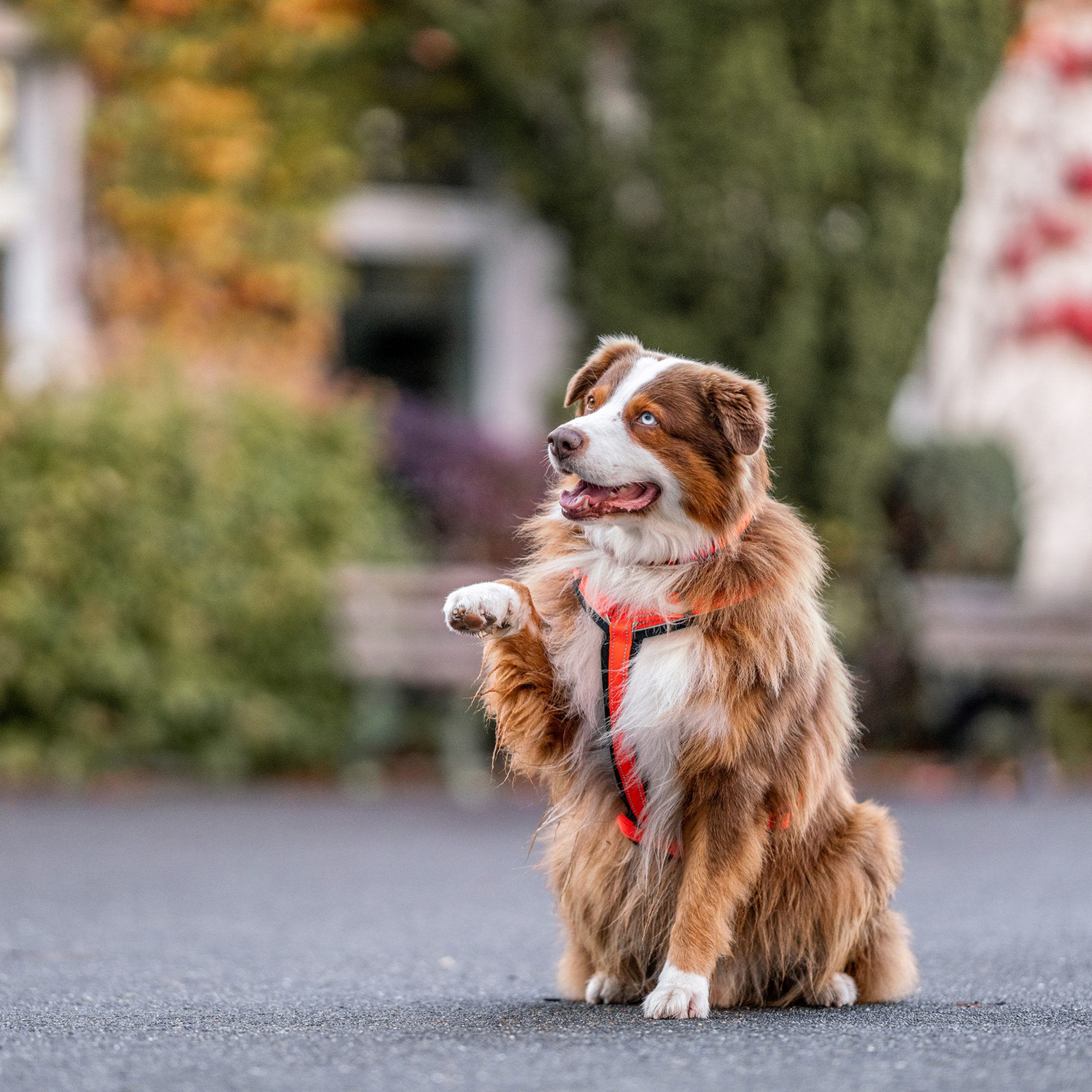 Hundegeschirr Y Geschirr | 59541-77_5.png