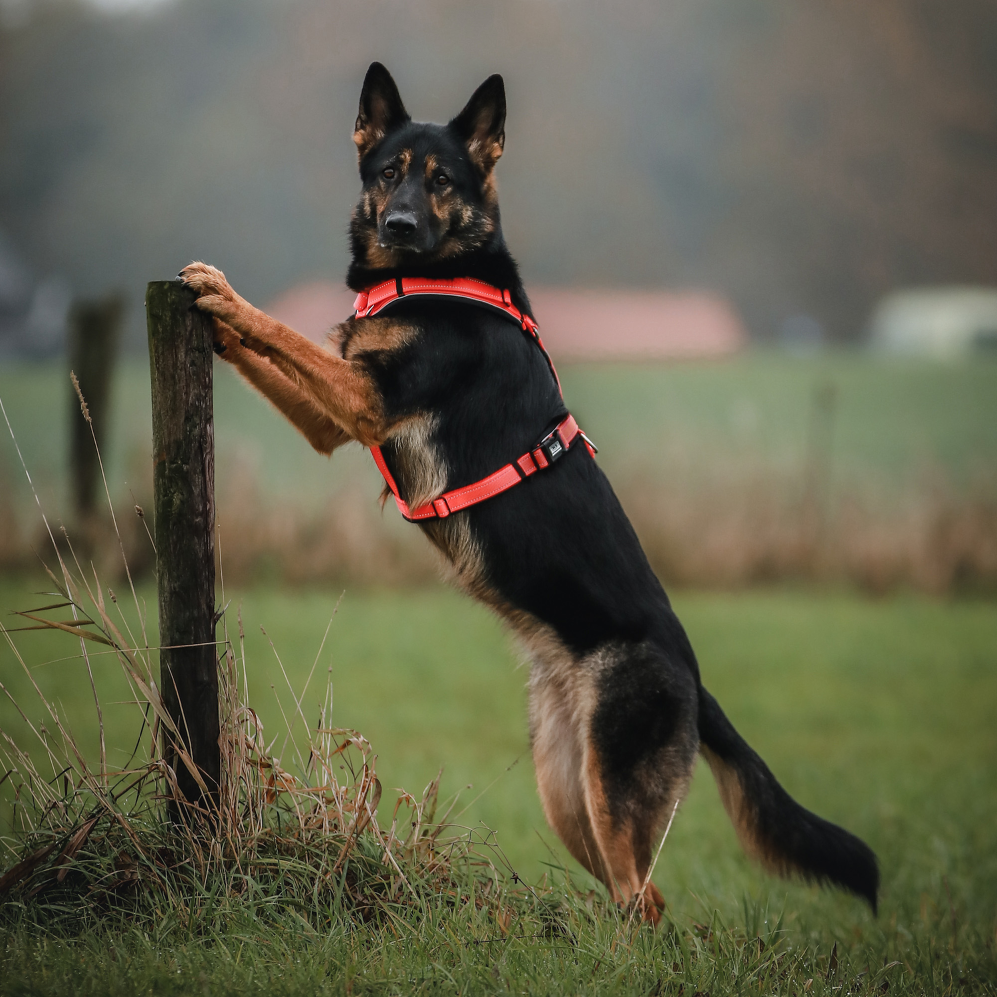 Wandern mit Hund Bundle neon orange | 59541-77_7.png