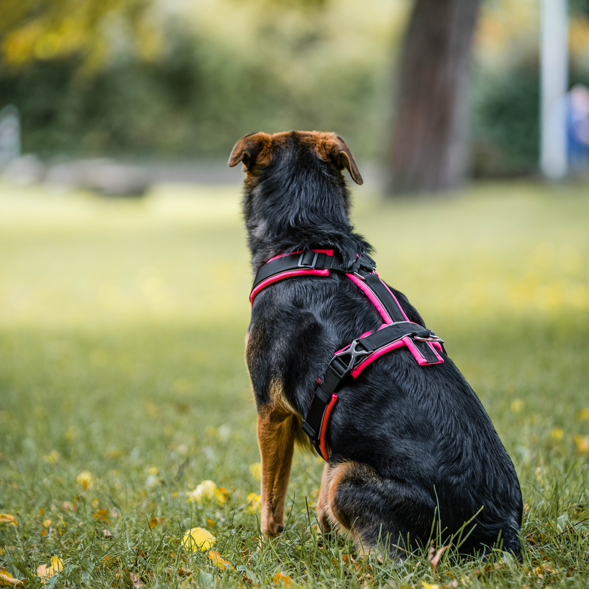 Hundegeschirr Y Geschirr 2 | 5954110070_1.png