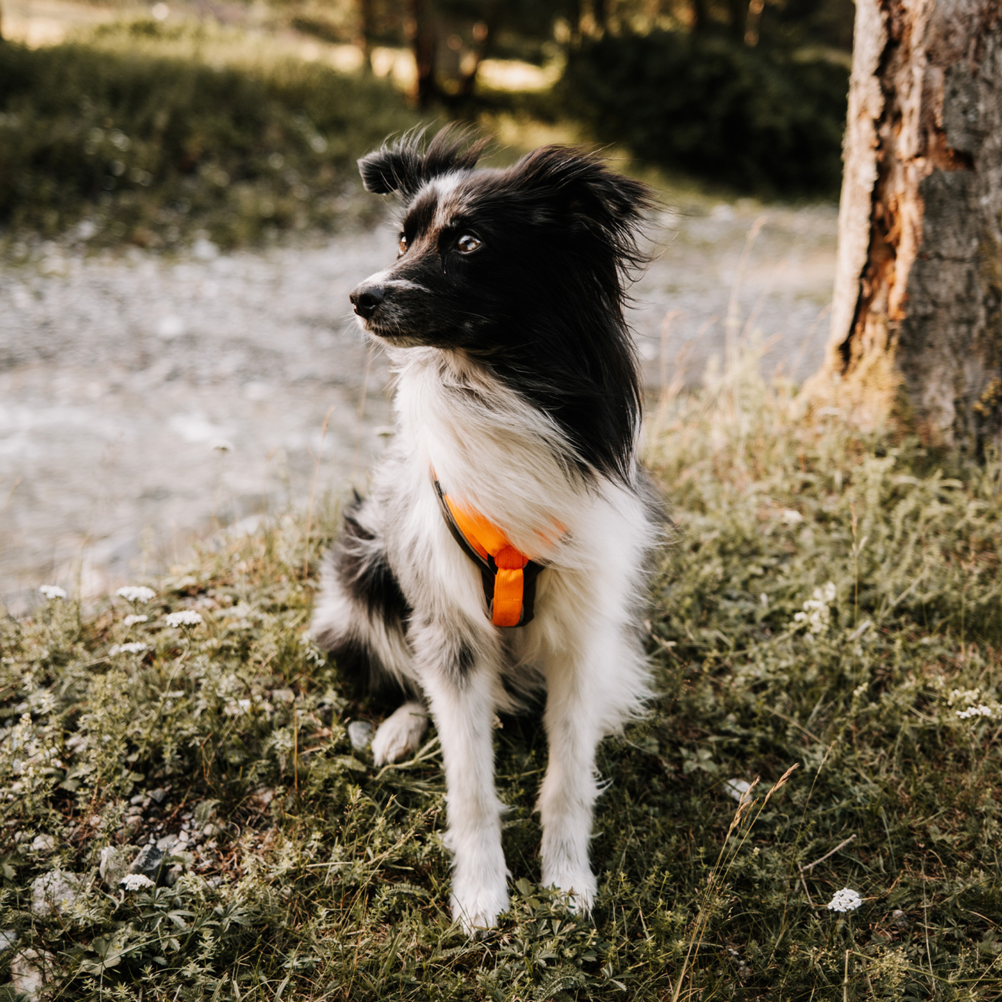 Hundegeschirr Y Geschirr 2 | 5954110073_11.png