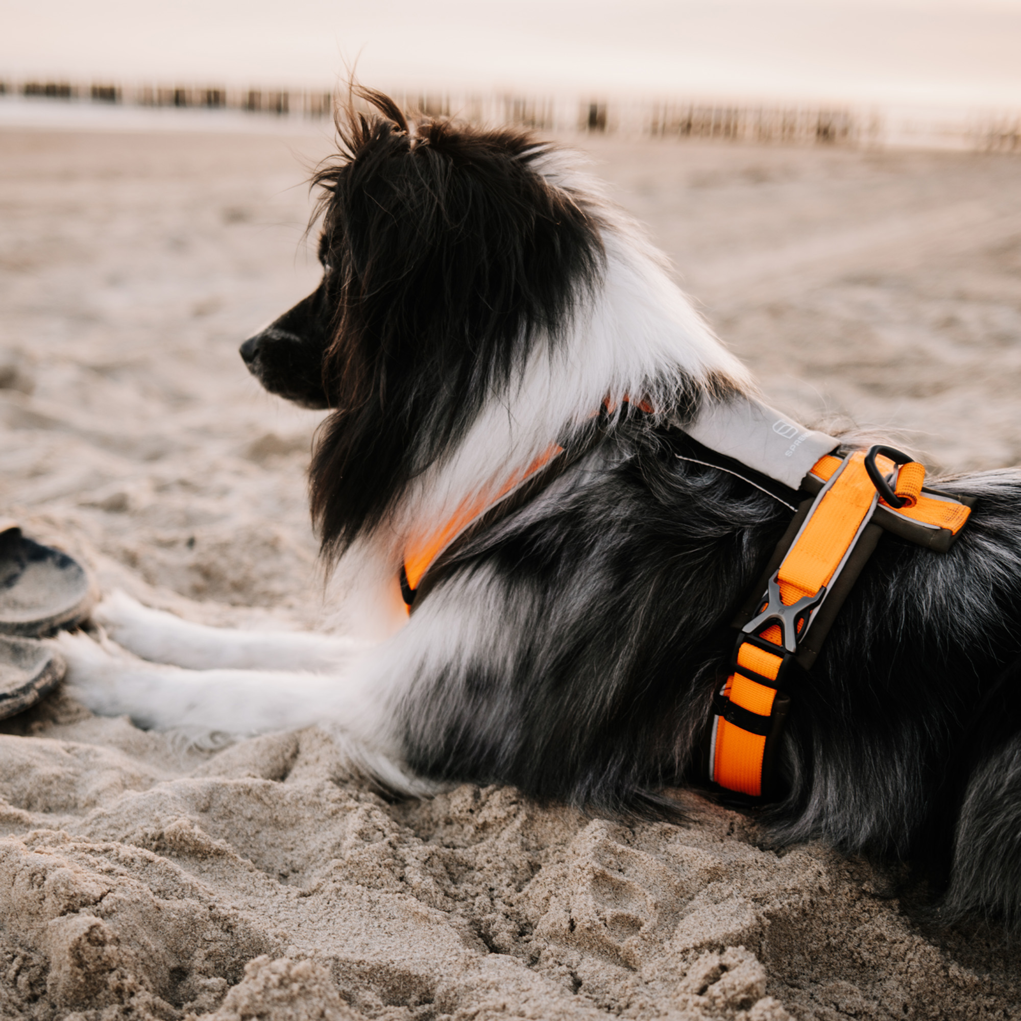 Hundegeschirr Y Geschirr 2 | 5954110073_13.png