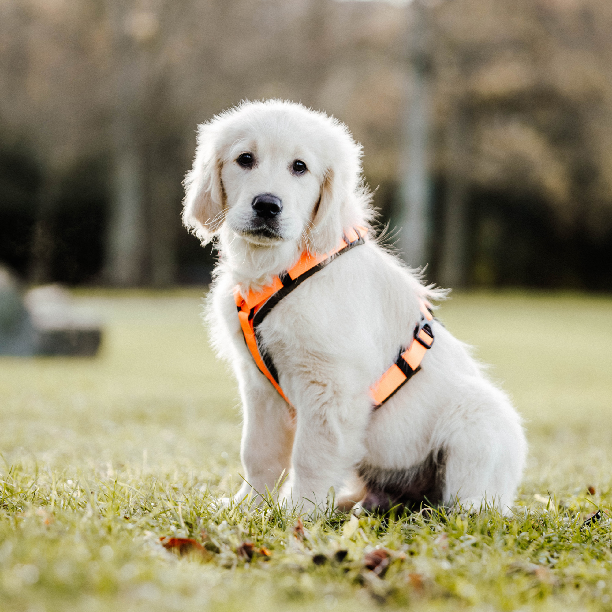 Hundegeschirr Y Geschirr 2 | 5954110073_8.png