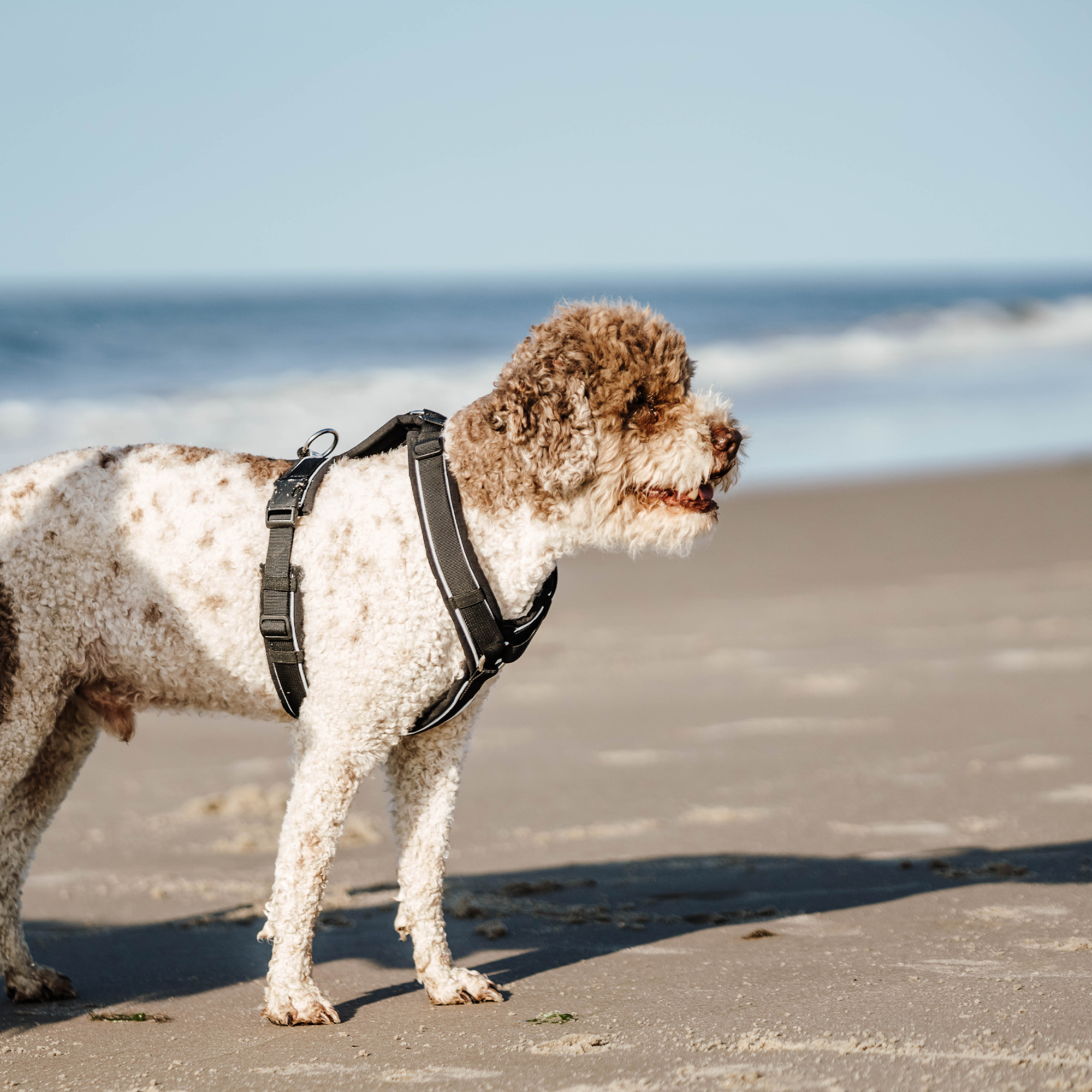 Hundegeschirr Y Geschirr 2 | 5954110371_10.png