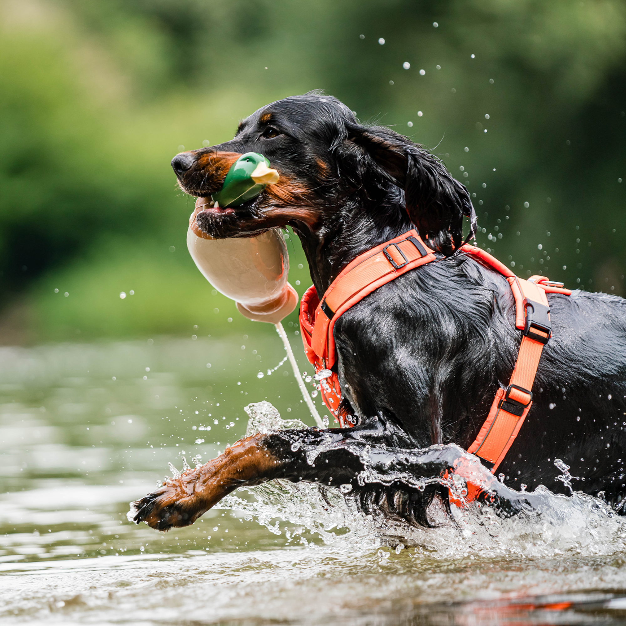 Hundegeschirr Y Geschirr 2 | 5954110377_16.png