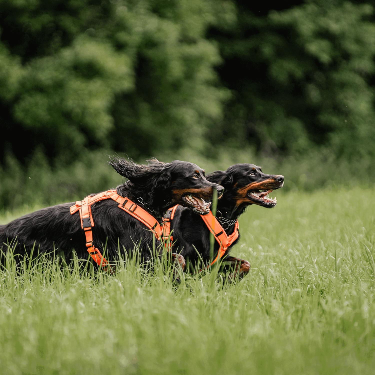 Hundegeschirr Y Geschirr 2 | 5954110377_18.png | 1731102425