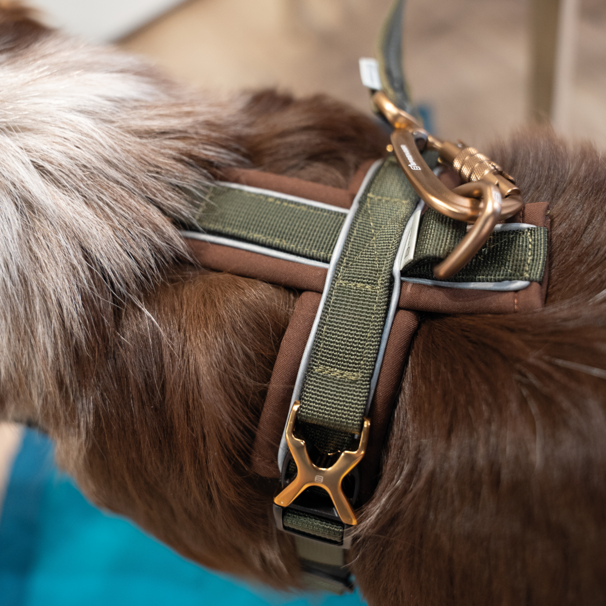 Hundegeschirr Y Geschirr 2 | 59541_75_2.png