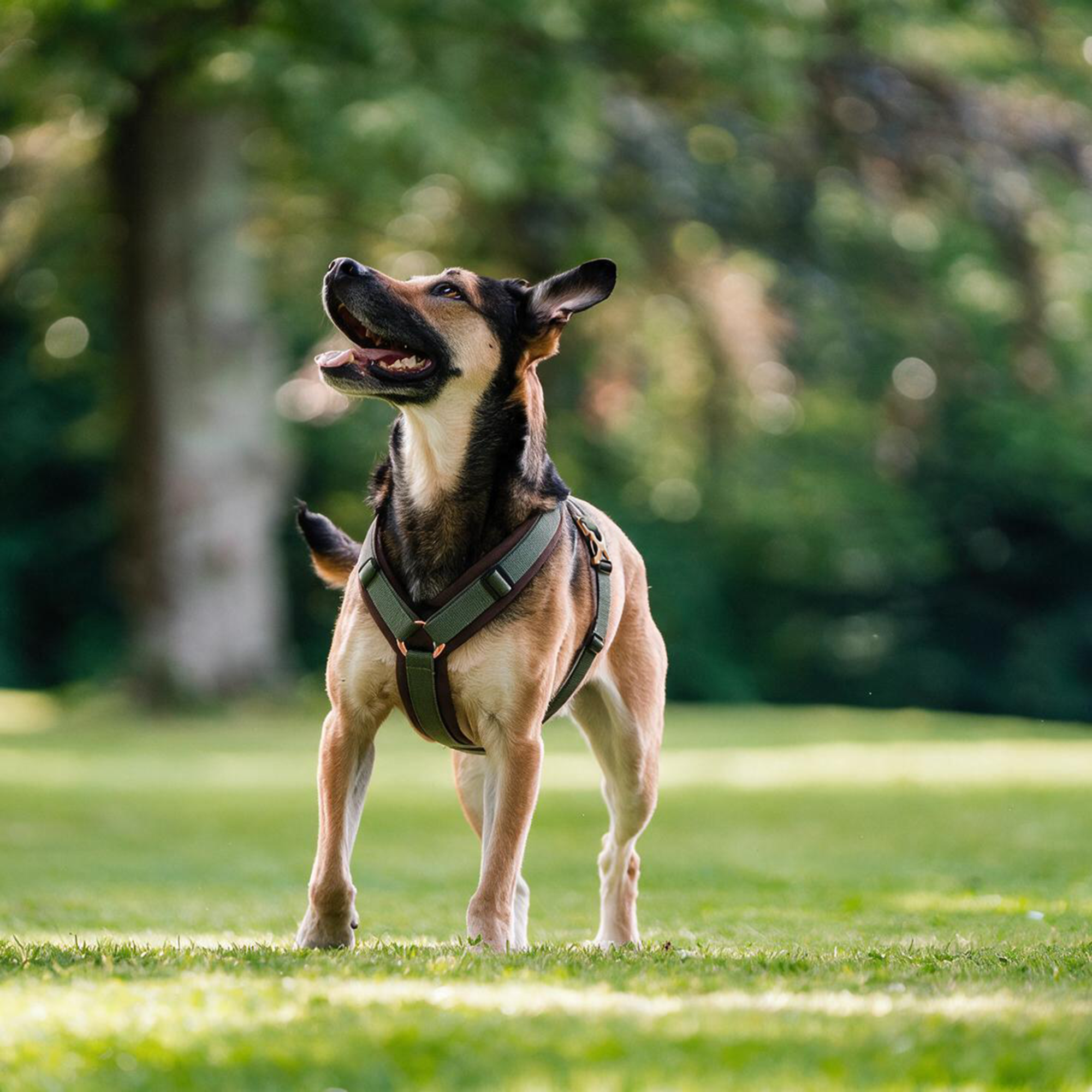 Hundegeschirr Y Geschirr 2 | 59541_75_5.png