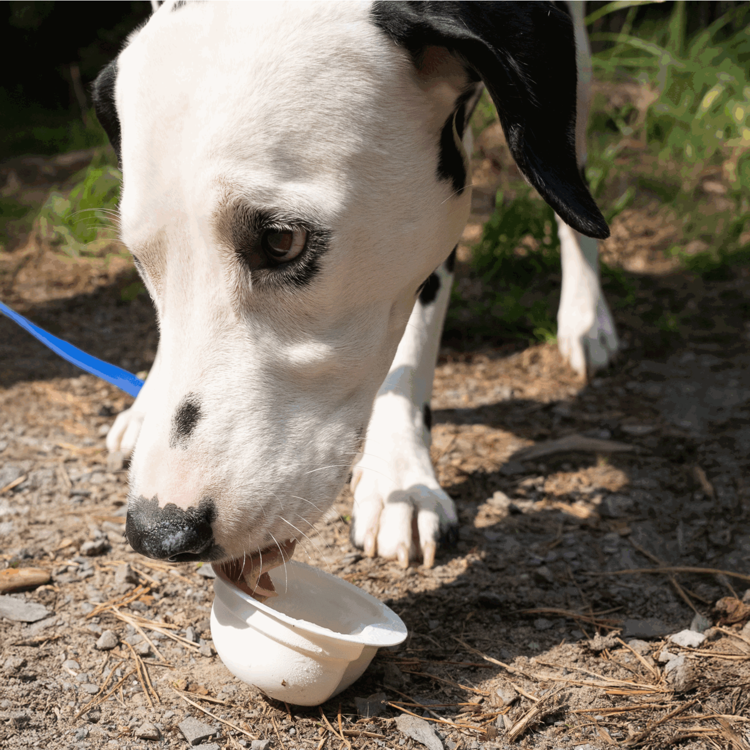 YowUp! Hunde Frozen Yogurt 110g (Box 12 Stück) | 5998000400_2.png