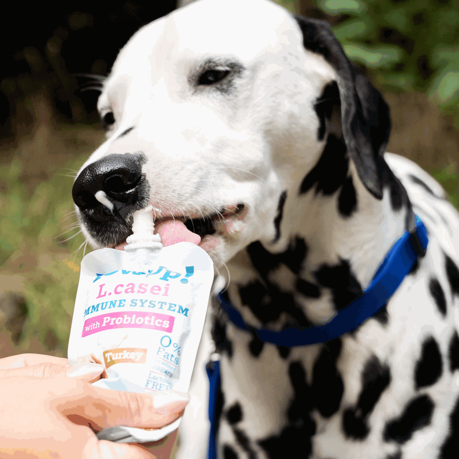 YowUp! Hunde Joghurt 115g (Box 10 Stück) | 5999000400_1.png