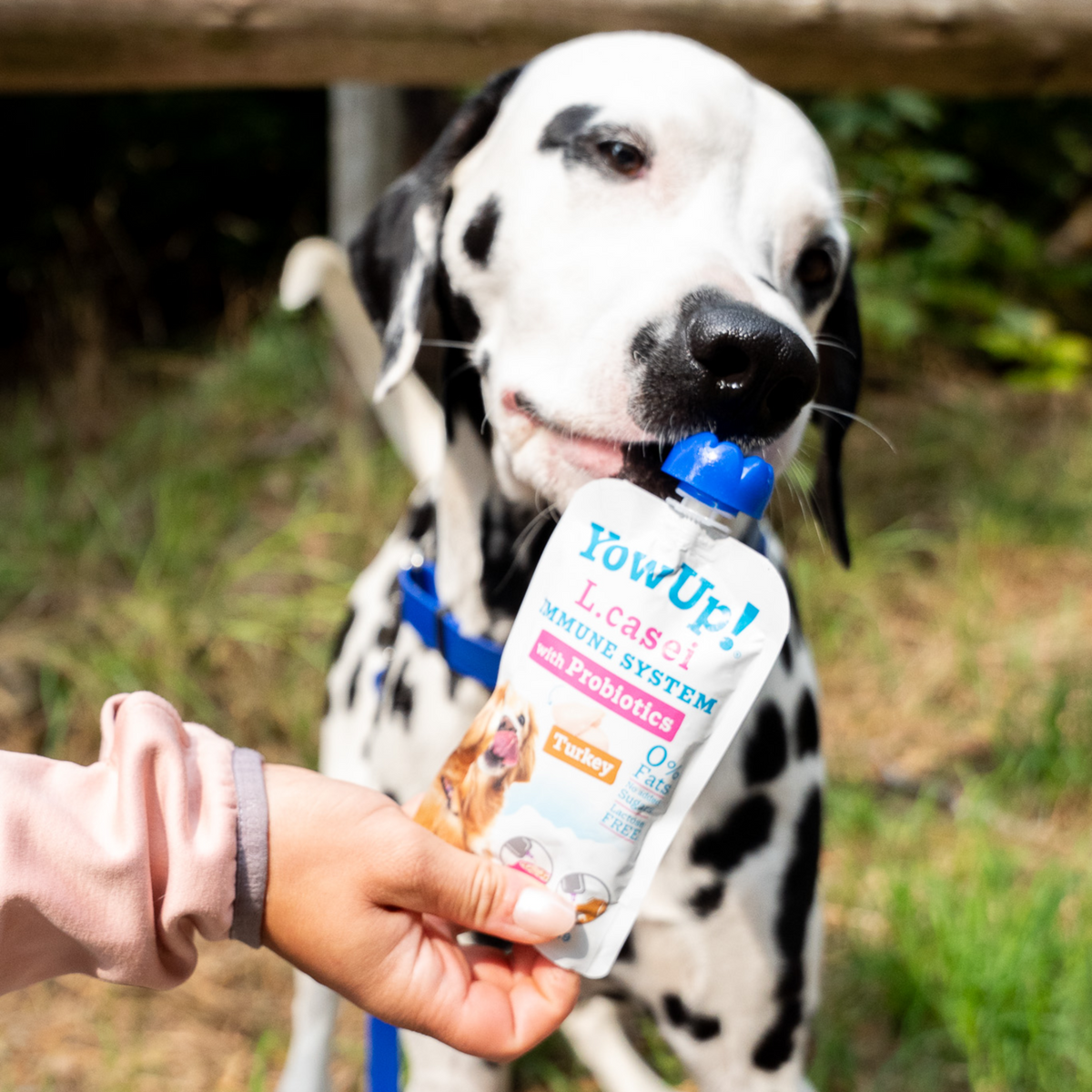 YowUp! Hunde Joghurt 115g (Box 10 Stück) | 5999000400_2.png