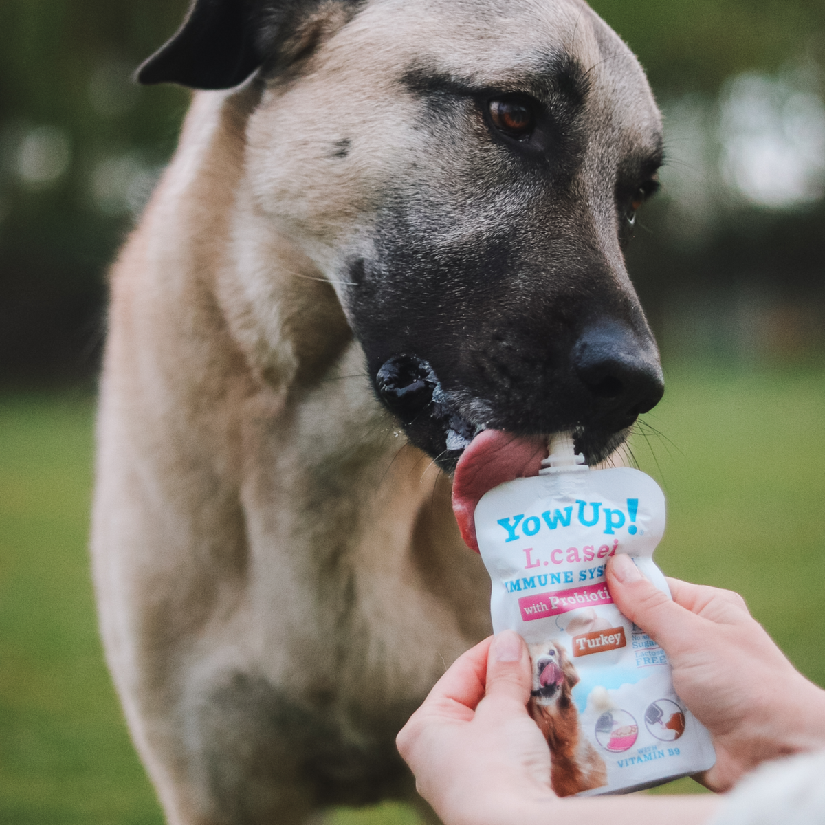 YowUp! Hunde Joghurt 115g (Box 10 Stück) | 5999000400_6.png