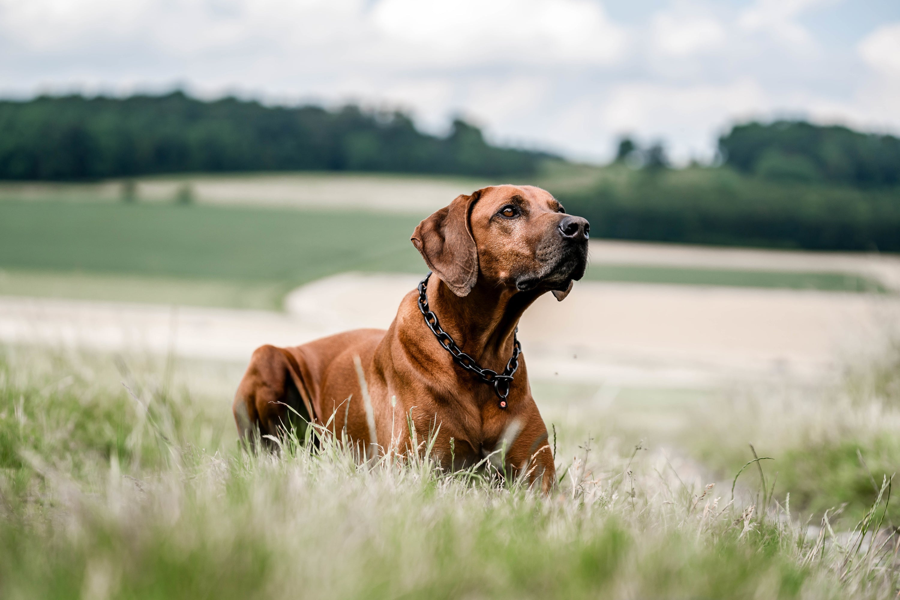 Hund mit Edelstahl Kettenhalsband auf der Wiese