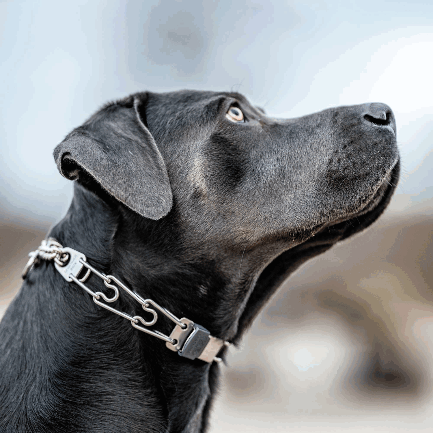 ClicLock Sicherheitsverschluss Schnalle für Dressurhalsketten Edelstahl rostfrei | 60155_55_3.png | 1731102260