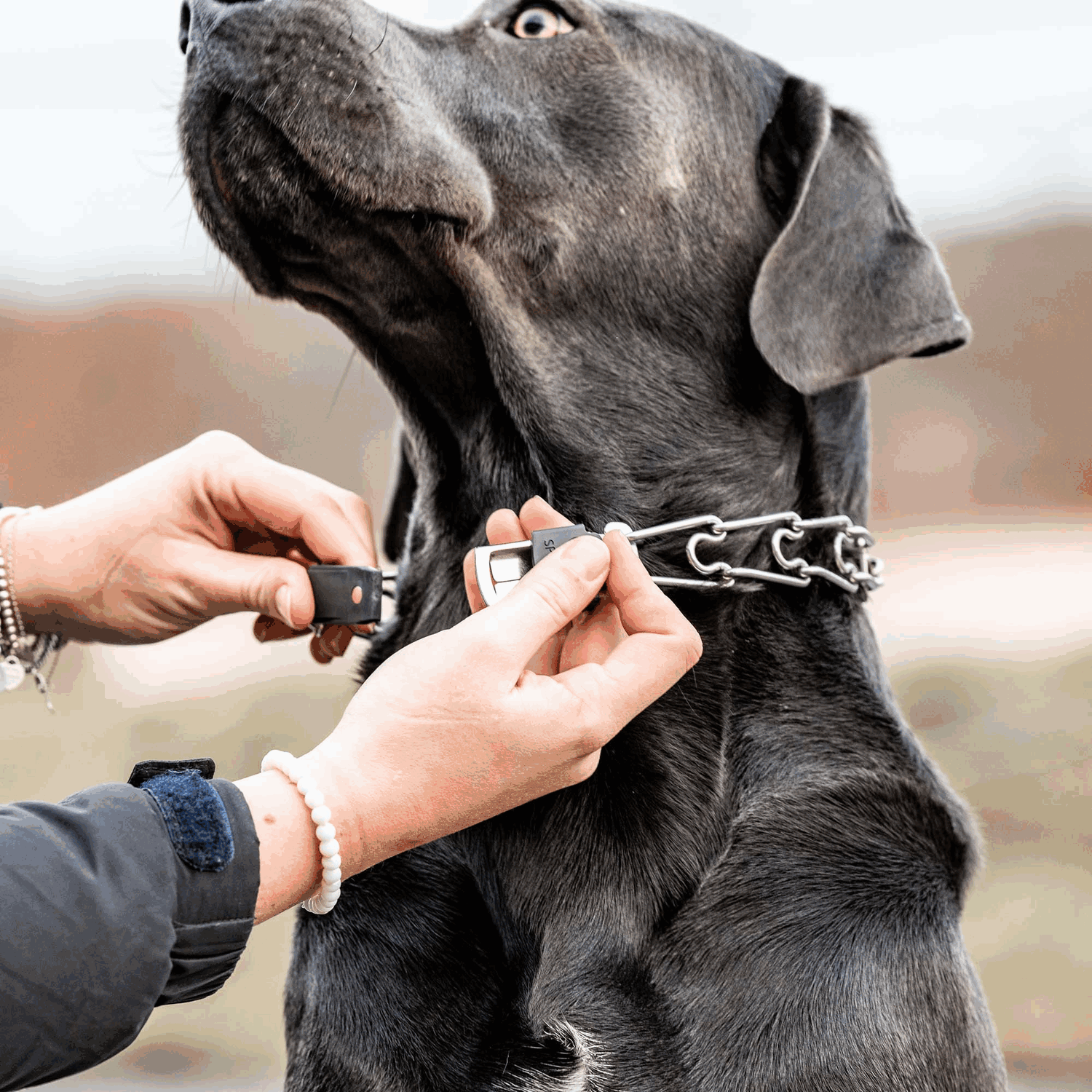 ClicLock Sicherheitsverschluss Schnalle für Dressurhalsketten Edelstahl rostfrei | 60155_55_4.png | 1731102260