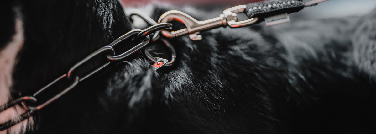 Silbernes Kettenhalsband an schwarzem Hund