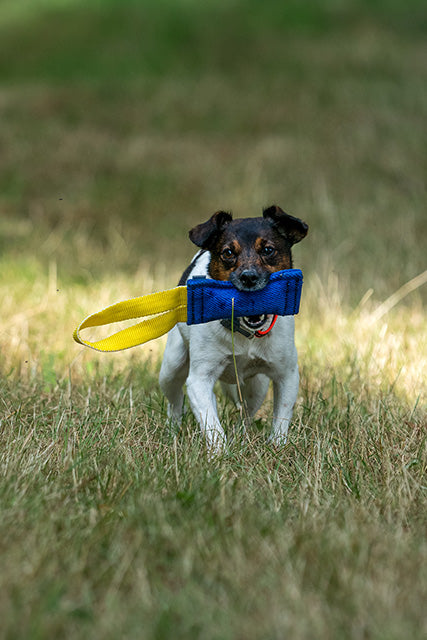 Hund mit Birngsel aus Baumwolle im Maul