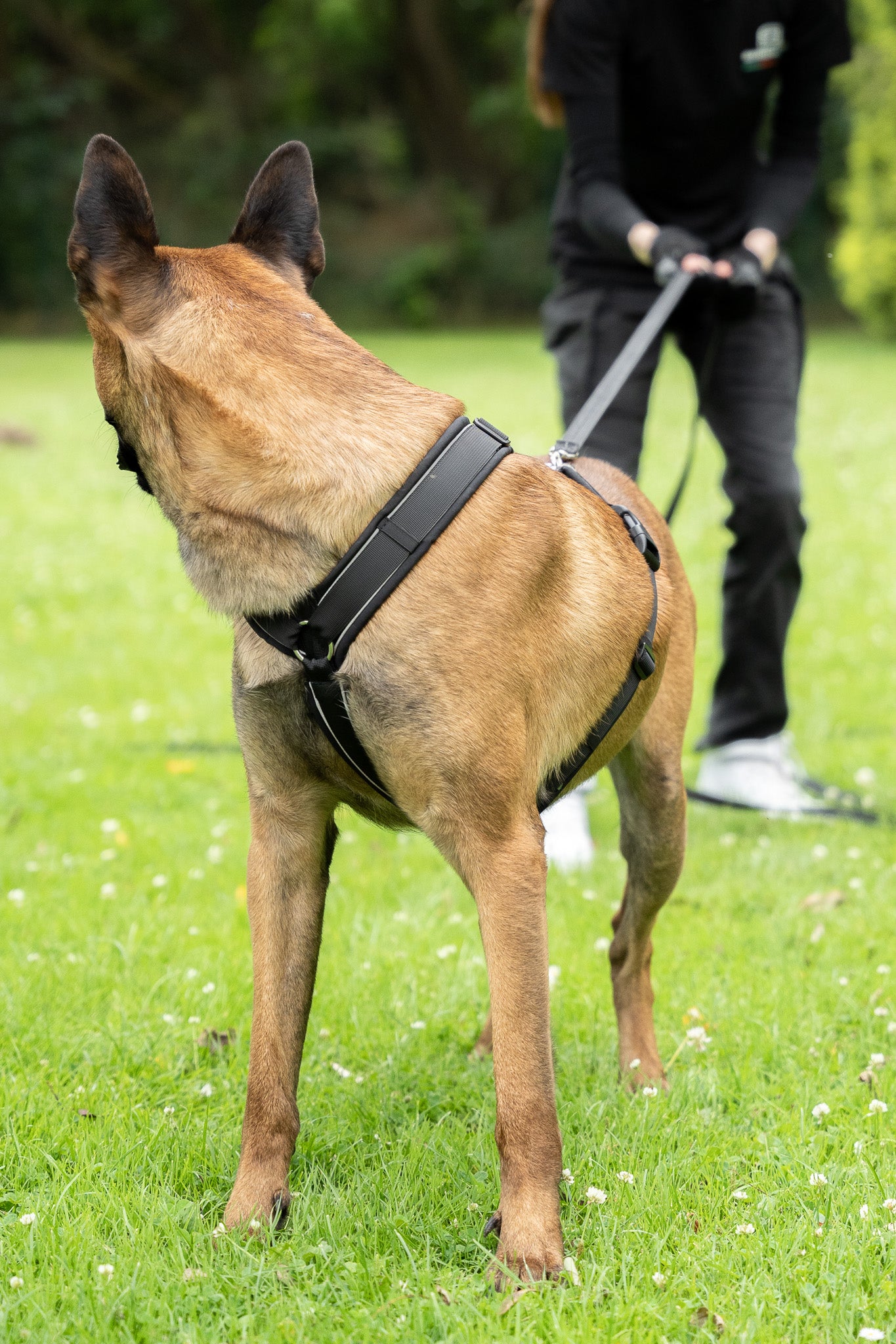 Deutscher Schäferhund mit schwarzen Y-Geschirr