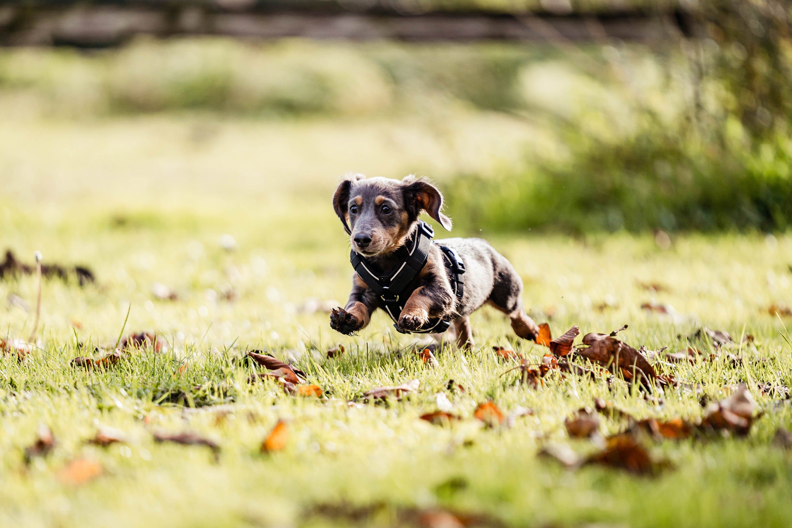 kleiner Hund mit schwarzen Y-Geschirr
