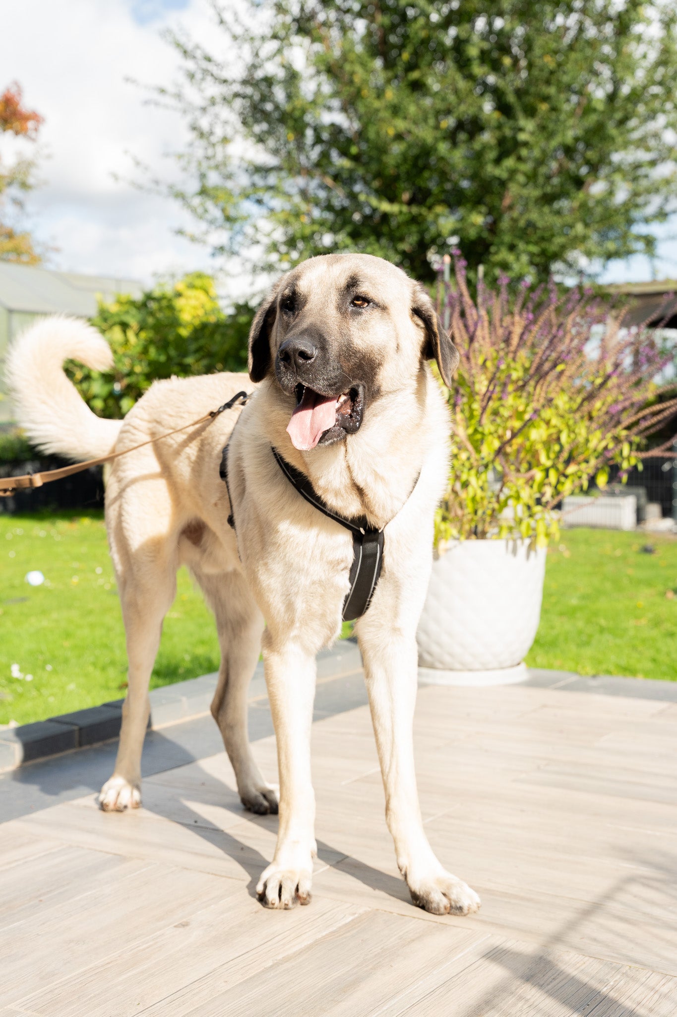 beiger Labrador mit schwarzen Hundegeschirr