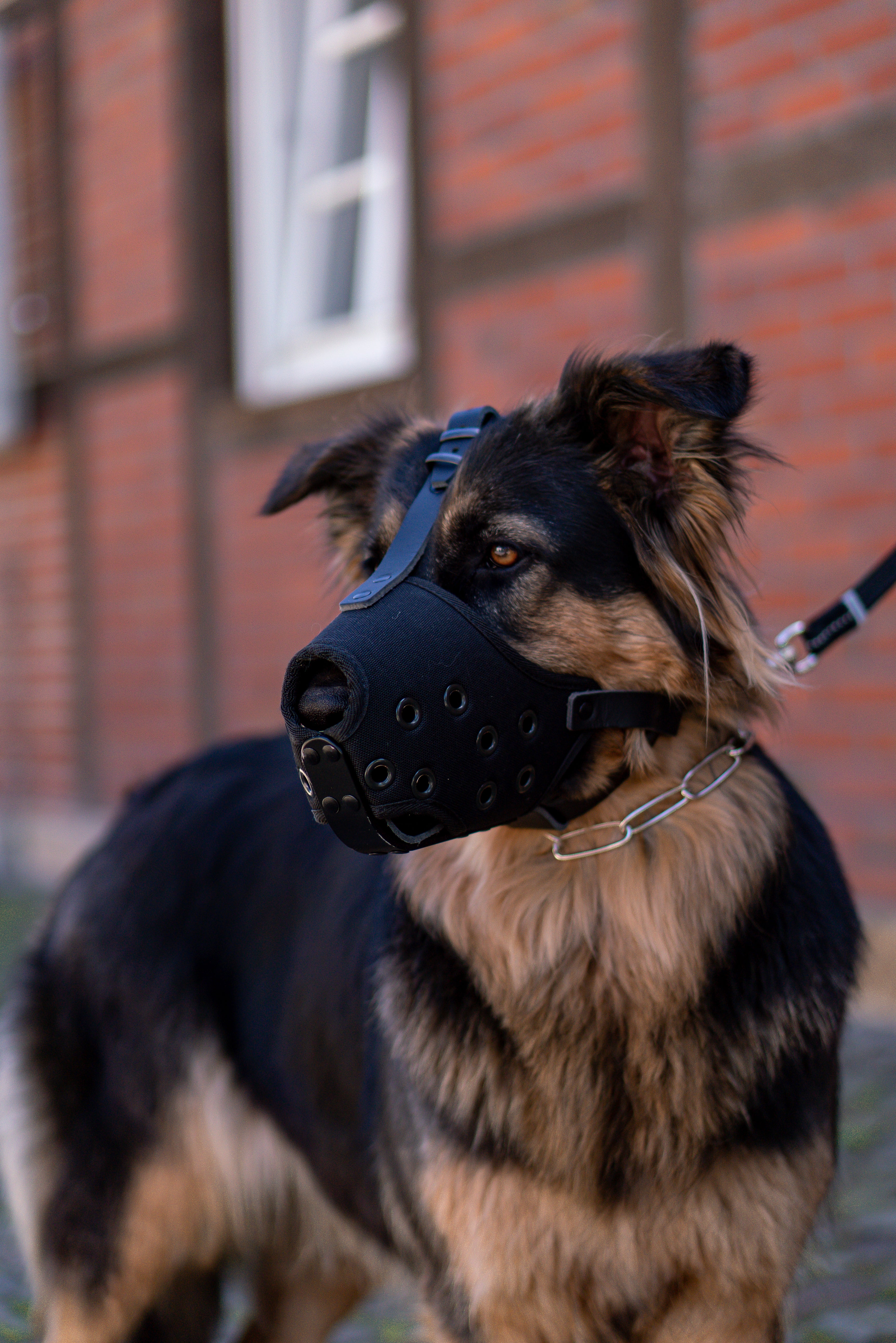 Hund mit Maulkorb an Leine