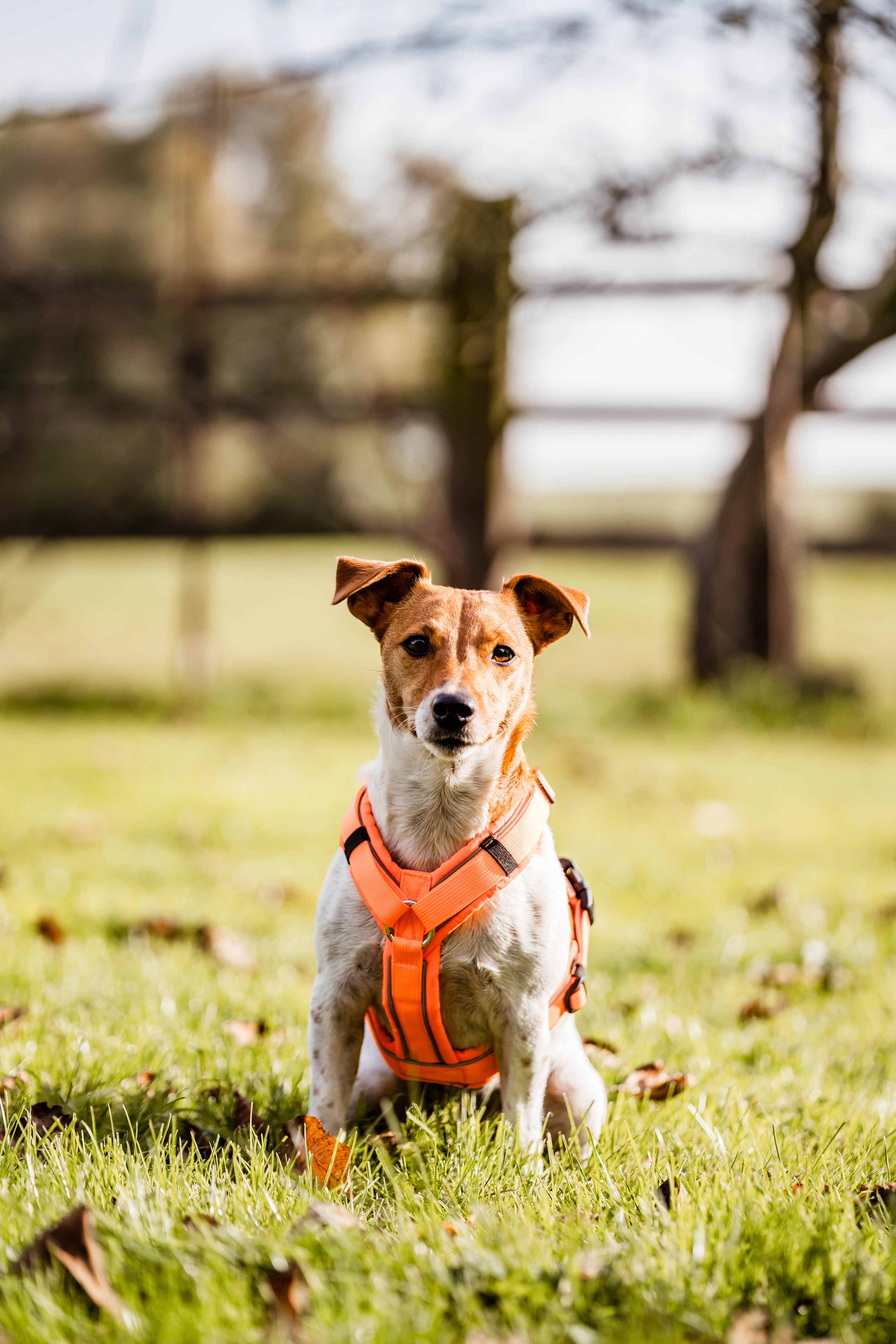 kleiner Hund mit orangenen Y-Geschirr