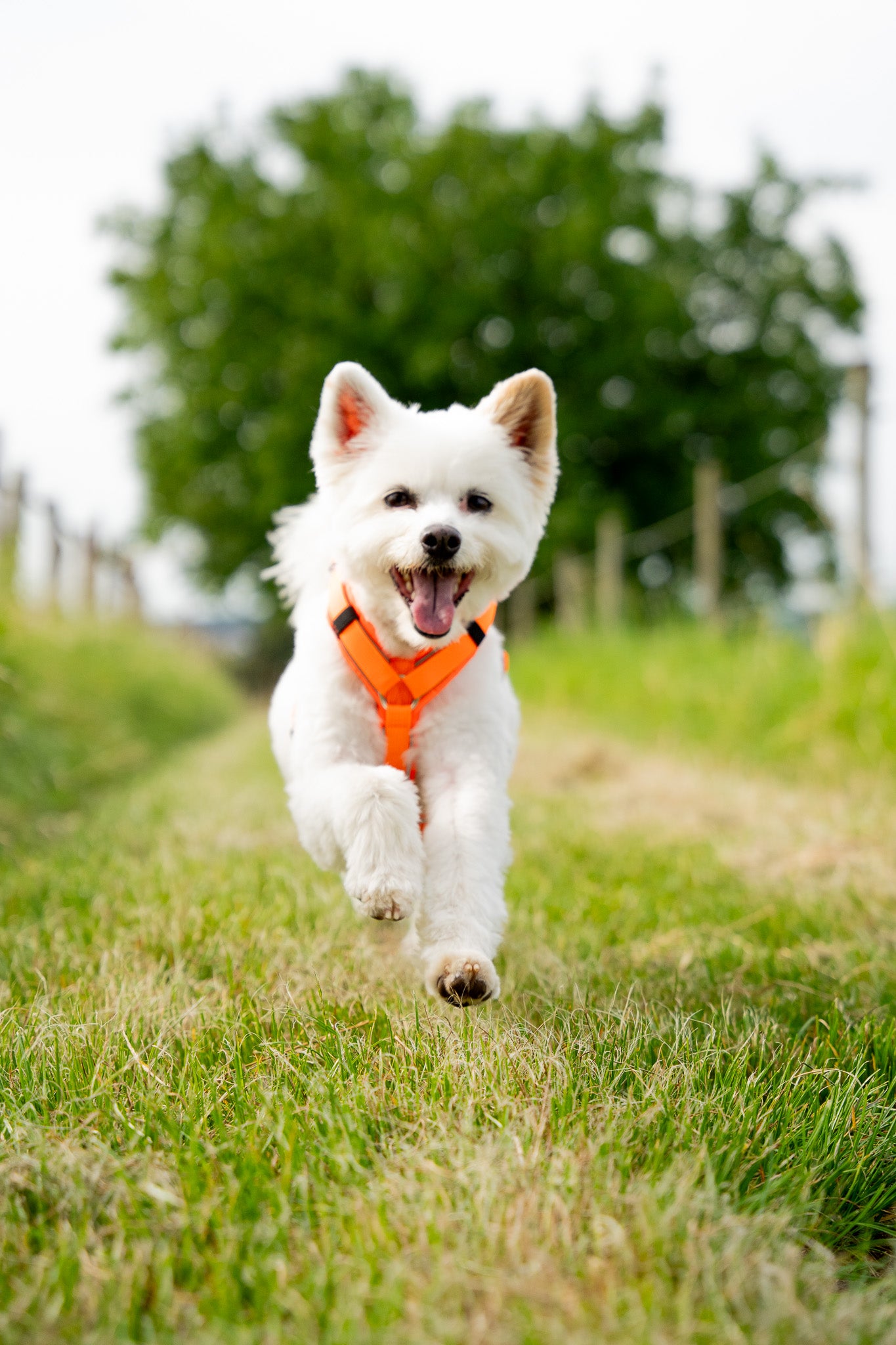 Hund mit orangenen Hundgeschirr