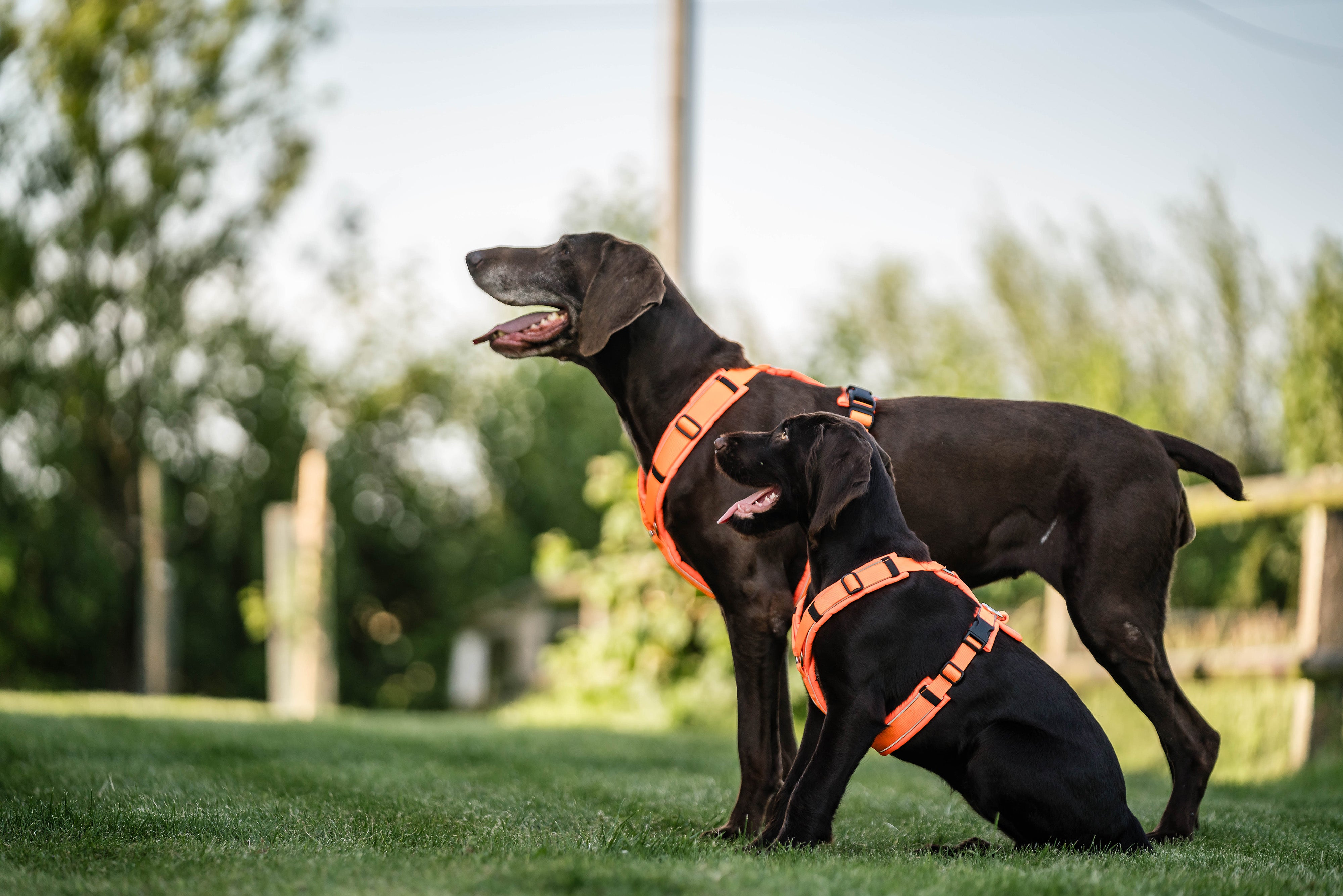 mehrere Hunde mit organgen Y-Geschirr