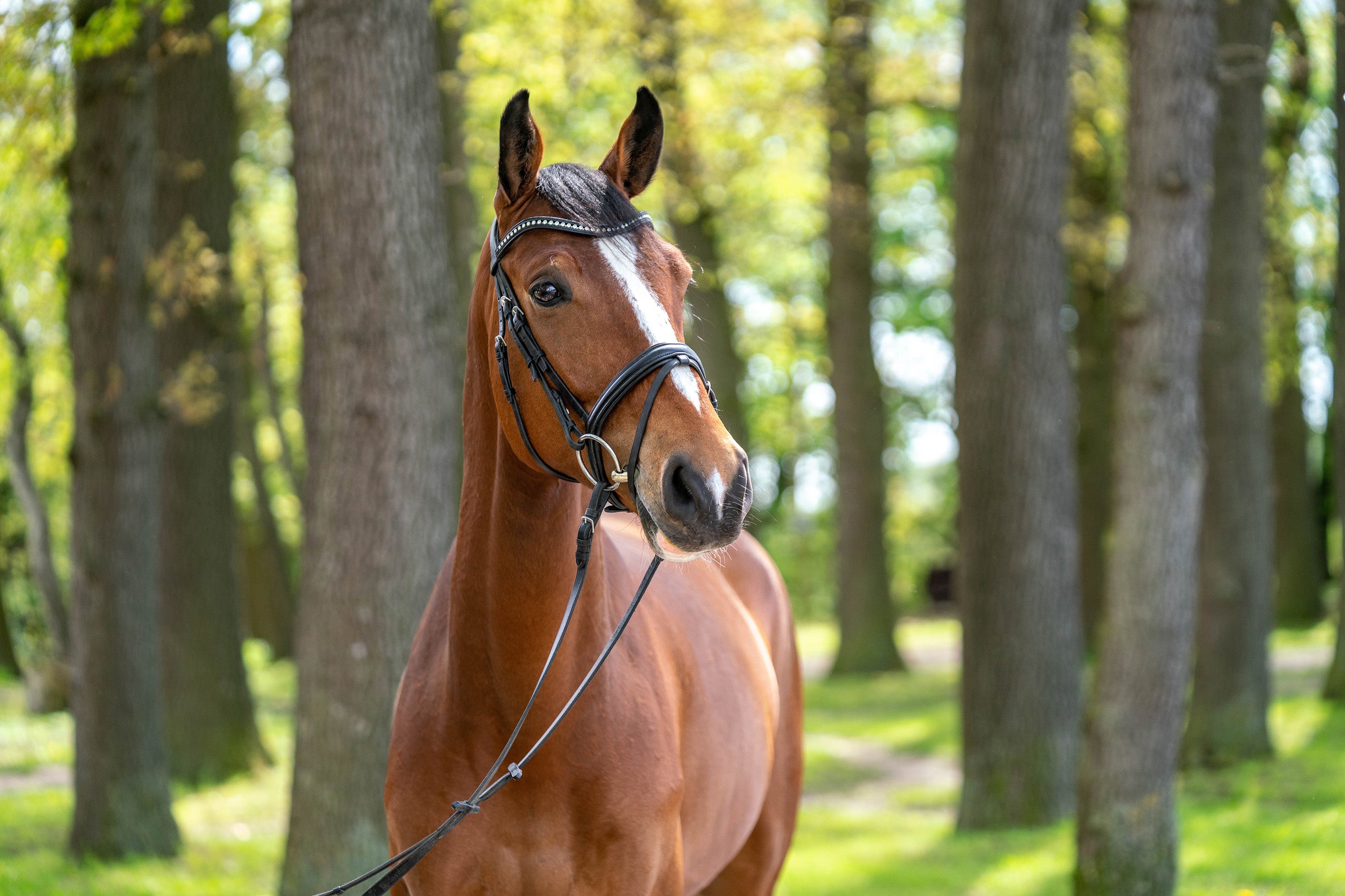 Ein braunes Pferd steht im Vordergrund und schaut in die Kamera. Es trägt ein Halfter und steht auf einem Weg, der von hohen Bäumen gesäumt ist. Im Hintergrund sind das grüne Blätterdach und der sonnige Himmel sichtbar.