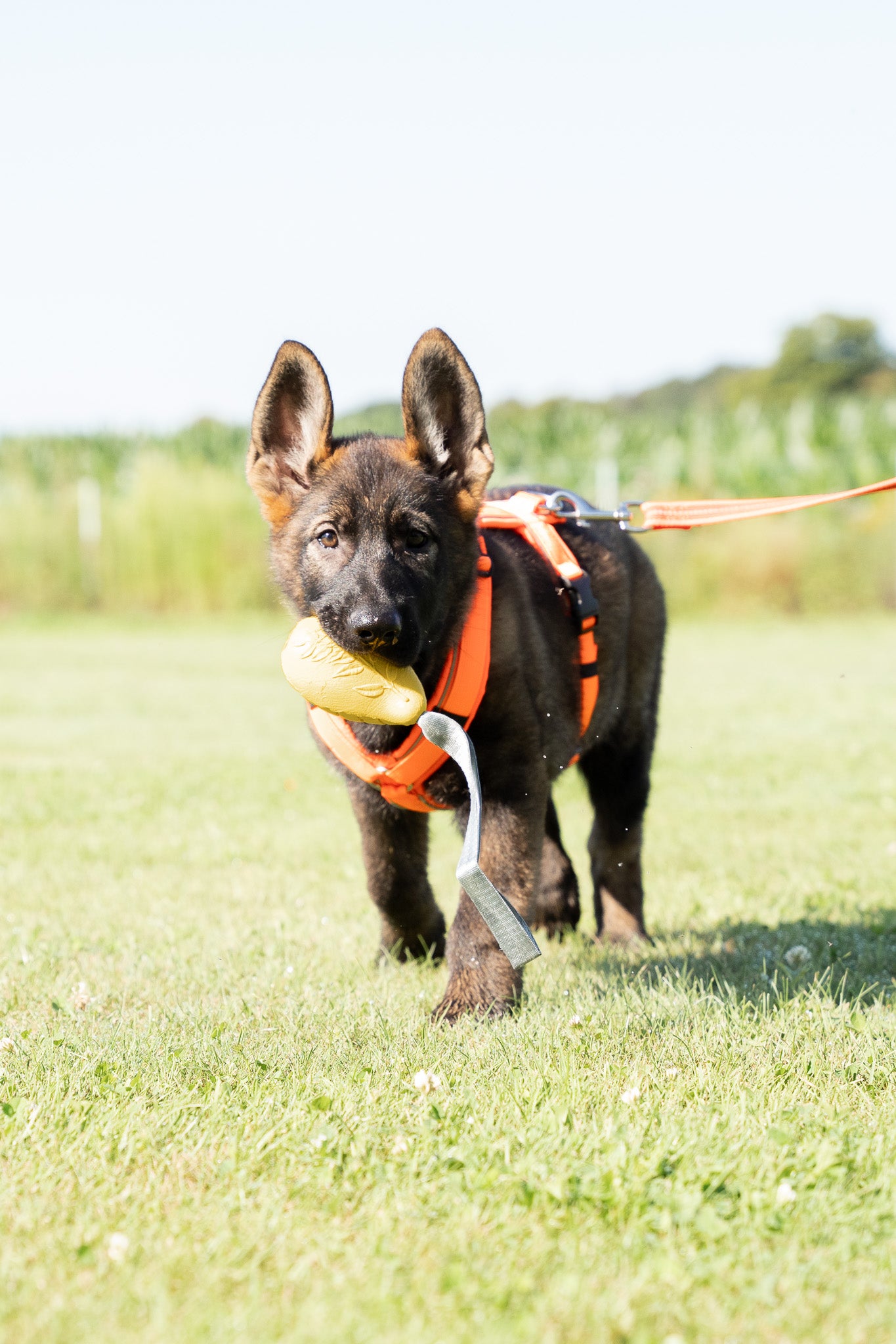 kleiner Hund mit orangenen Y-Geschirr