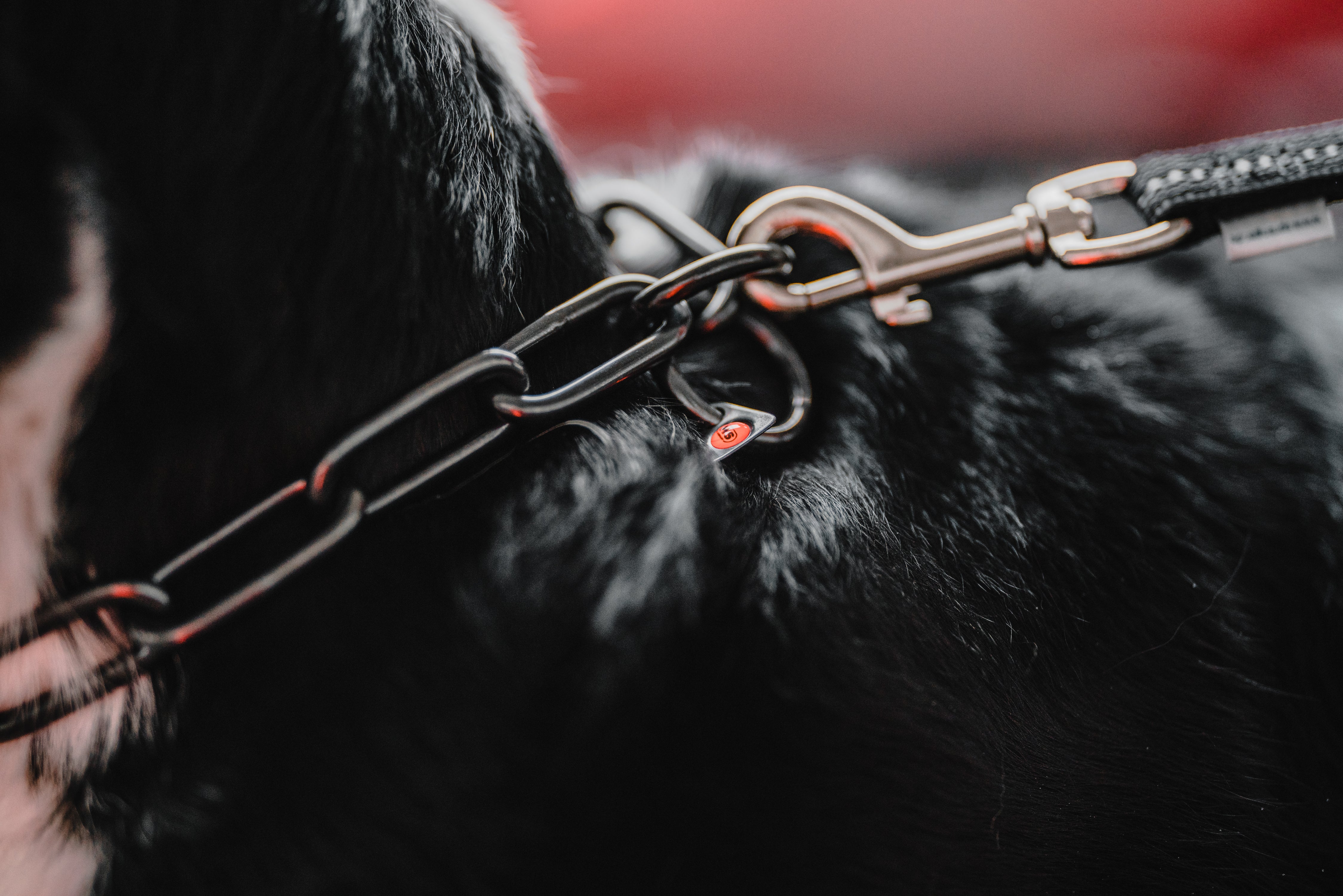 Silbernes Kettenhalsband an schwarzem Hund
