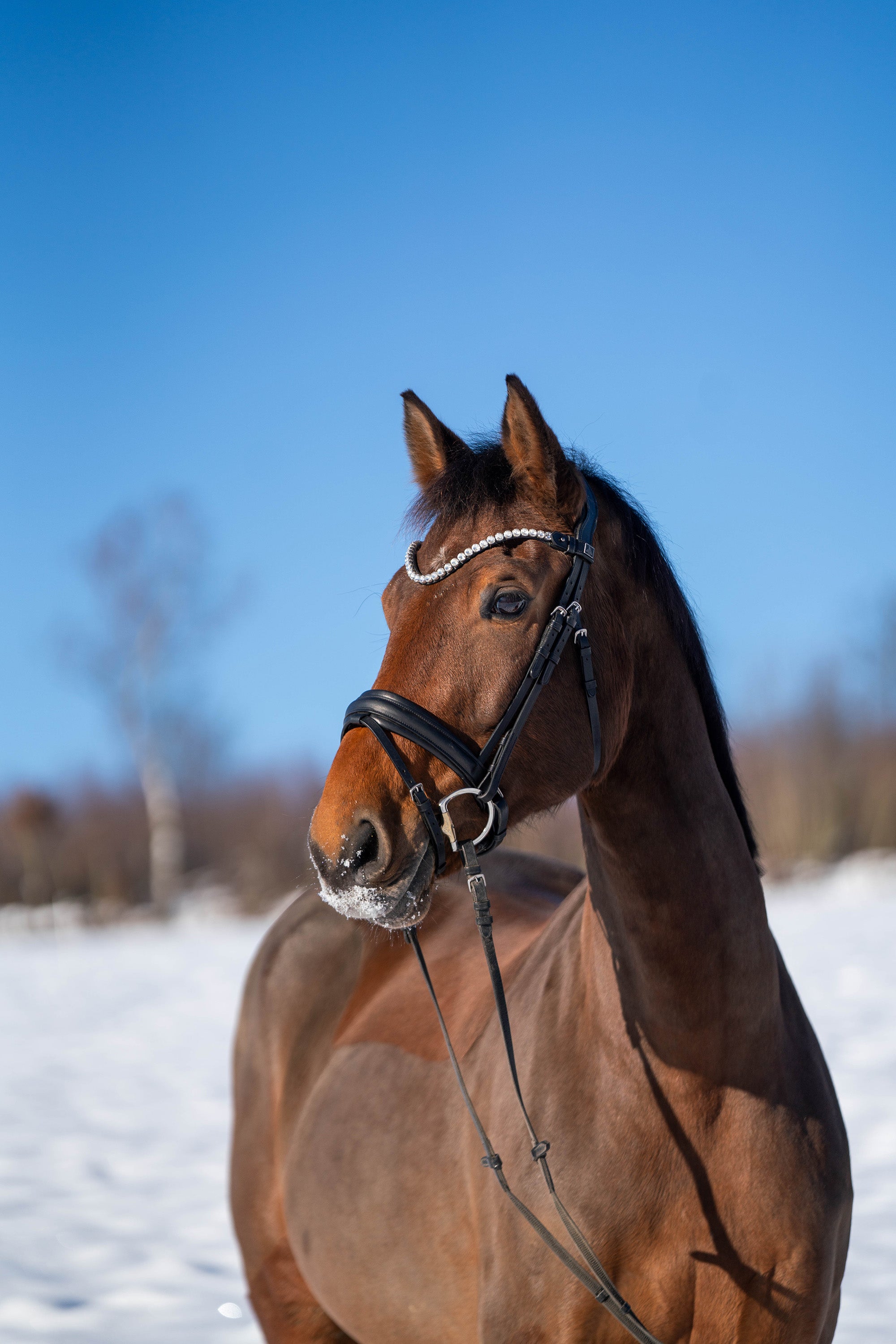 Ein braunes Pferd mit einer eleganten Trense und einem Zierband am Kopf steht in einer verschneiten Landschaft. Im Hintergrund sind schneebedeckte Bäume und blauer Himmel sichtbar.
