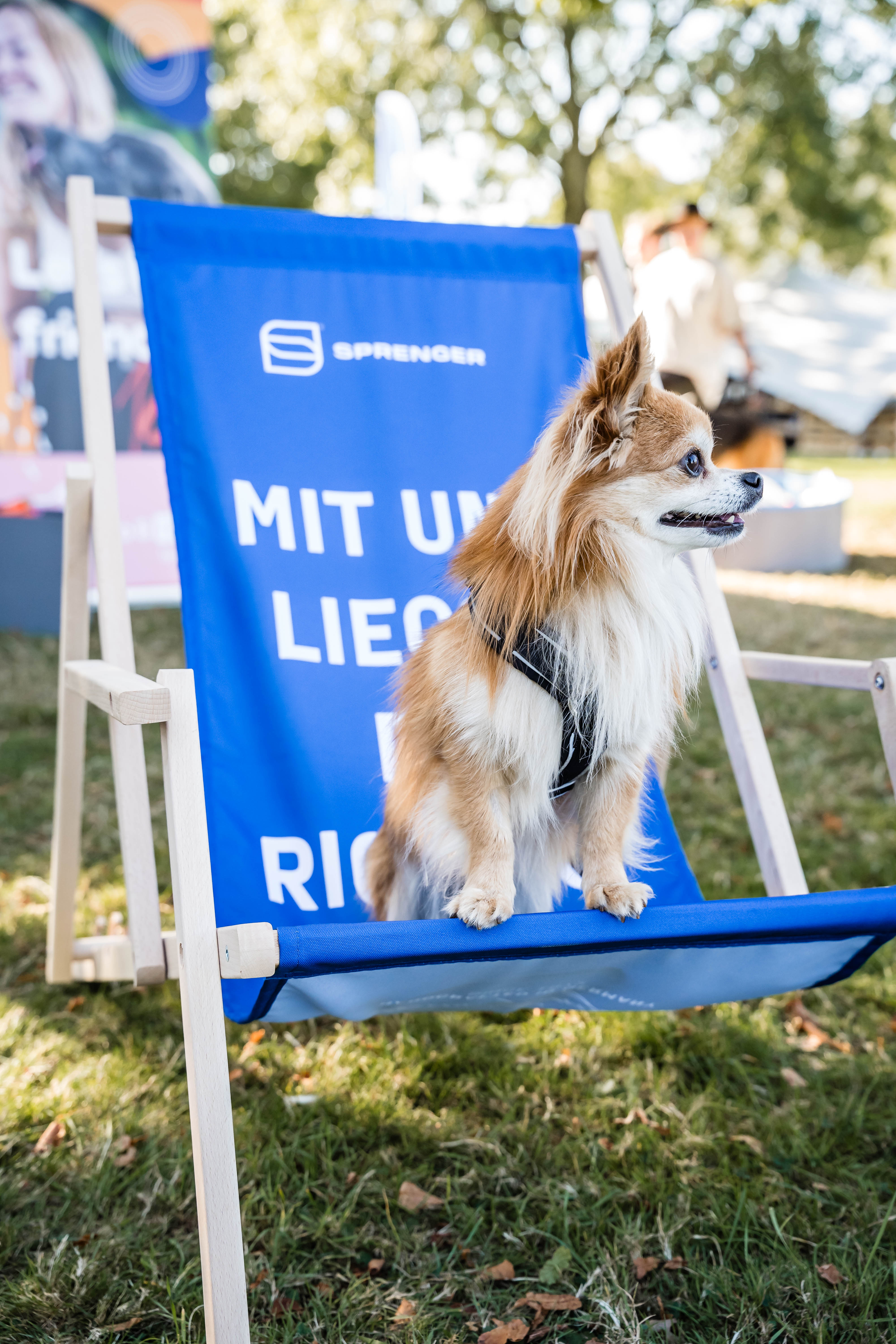 Chiwawa mit Y-Geschirr auf Liegestuhl