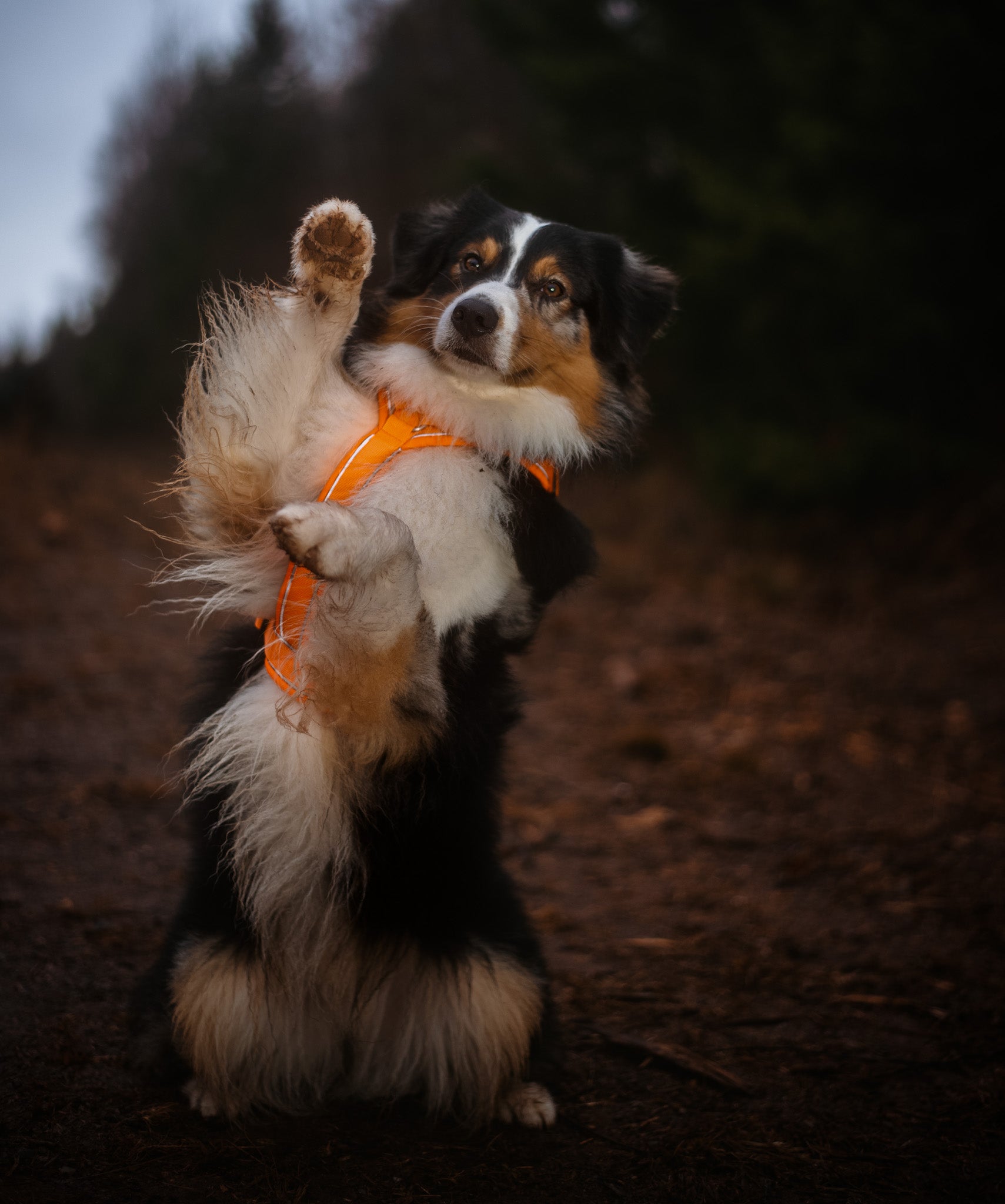 Hund mit orangenen Y-Geschirr