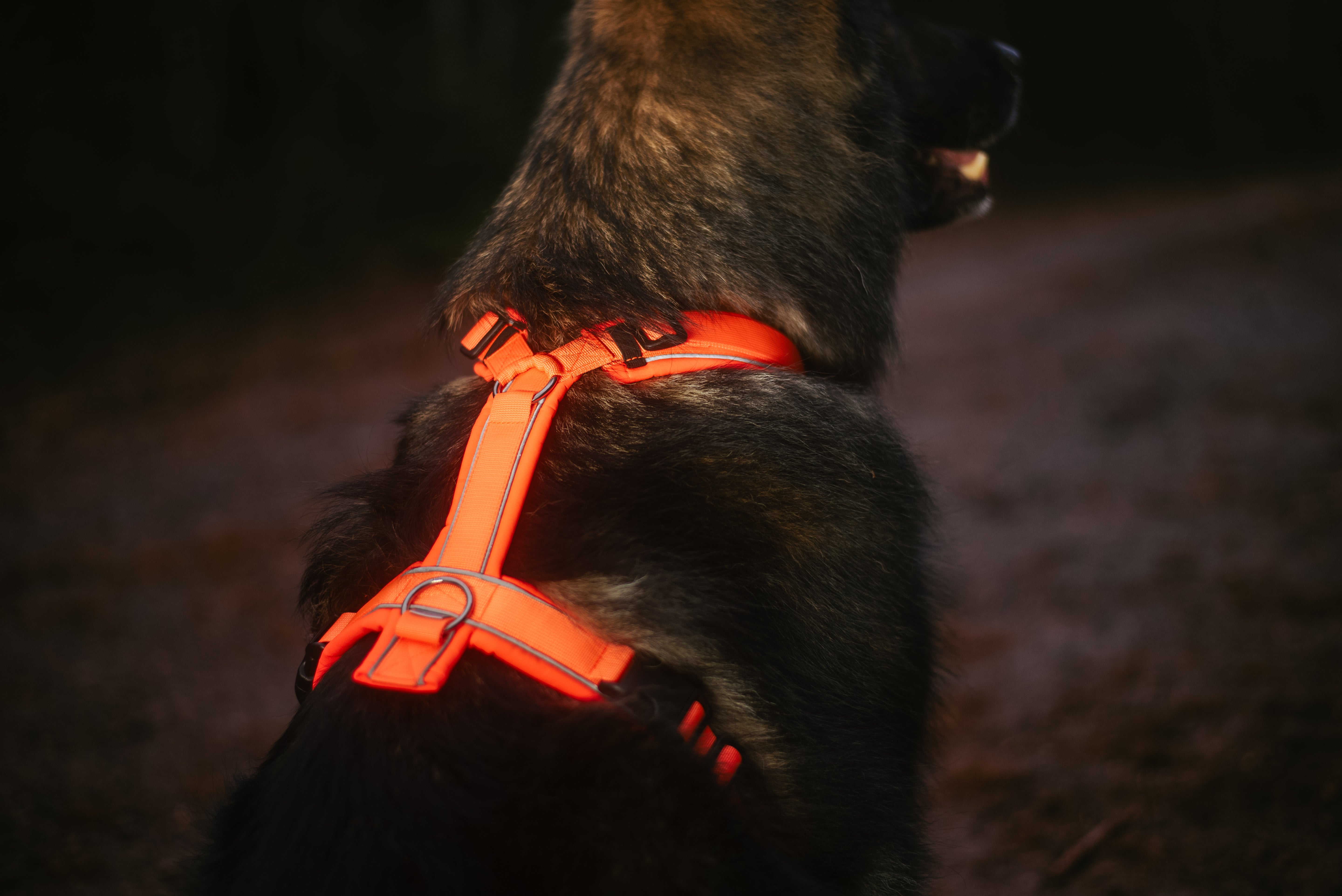 orangenes Y-Geschirr angelegt am Hund