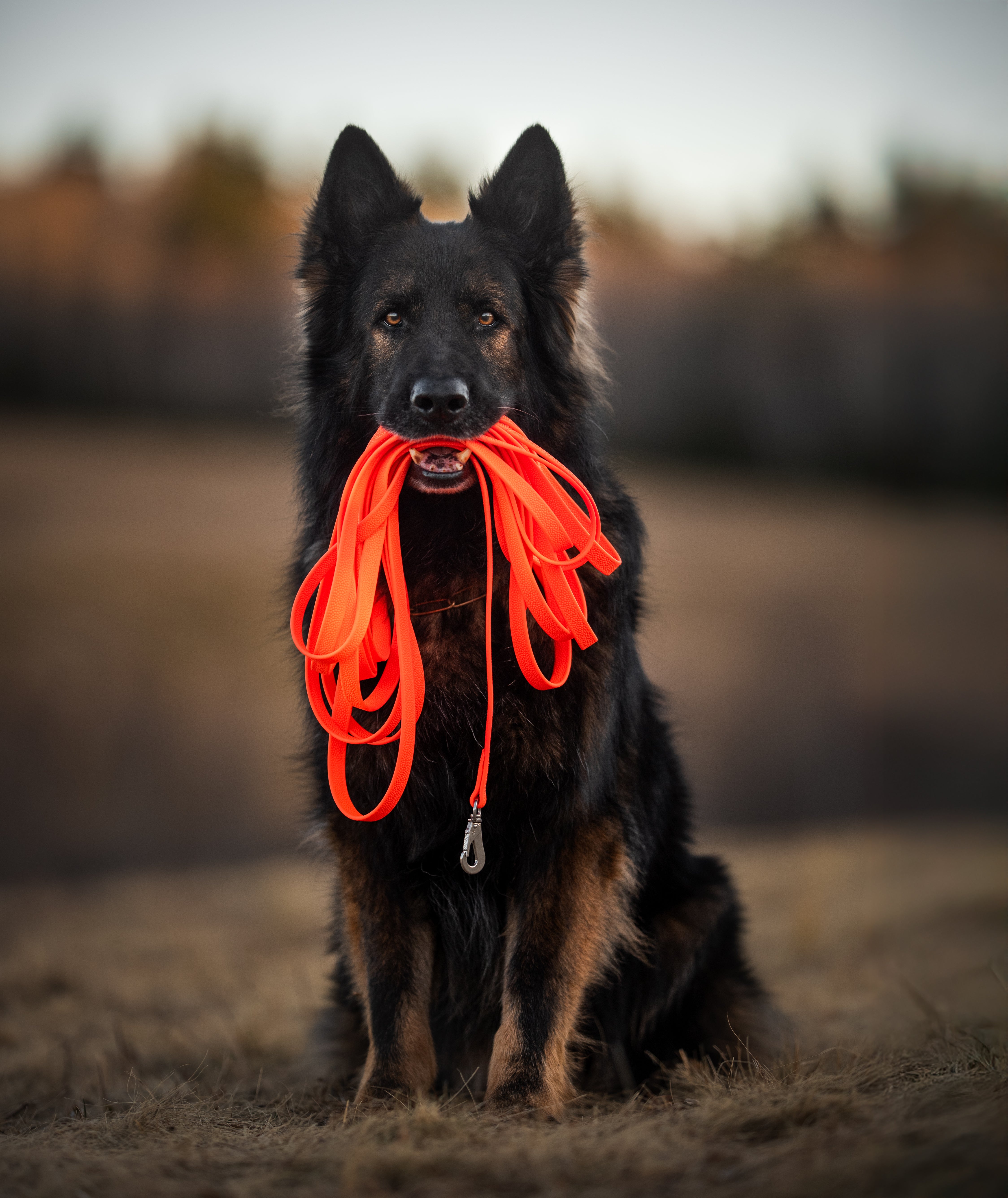 Hund mit orangener Biothane Leine im Maul