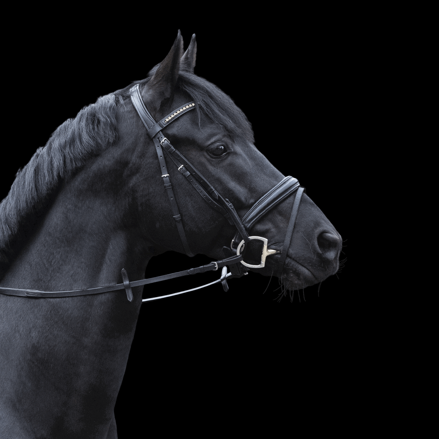 Dynamic RS Olivenkopfgebiss mit D förmigem Ring 16 mm einfach gebrochen | DynamicRS_Einsatz.png