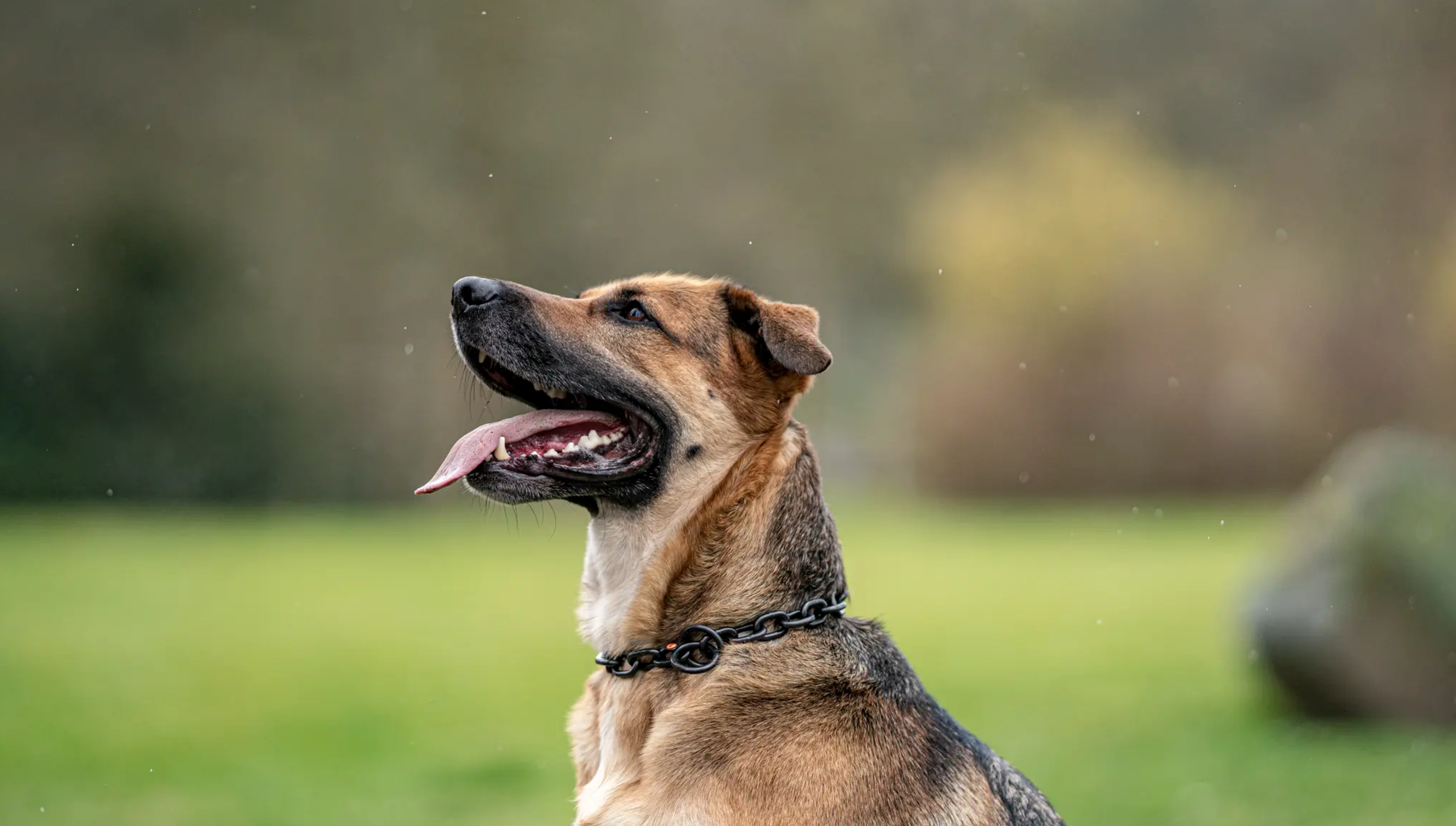 Ein mittelgroßer Hund mit braunem Fell und schwarz gefleckten Ohren sitzt stolz in einem grünen Garten. Sein Maul ist leicht geöffnet, und seine Zunge hängt heraus, während er zufrieden in die Ferne blickt. Im Hintergrund sind unscharfe Bäume und ein leicht bewölkter Himmel zu erkennen. Der Hund trägt ein schwarzes Halsband und ist von einem sanften Licht umgeben, das die Szene freundlich wirken lässt.