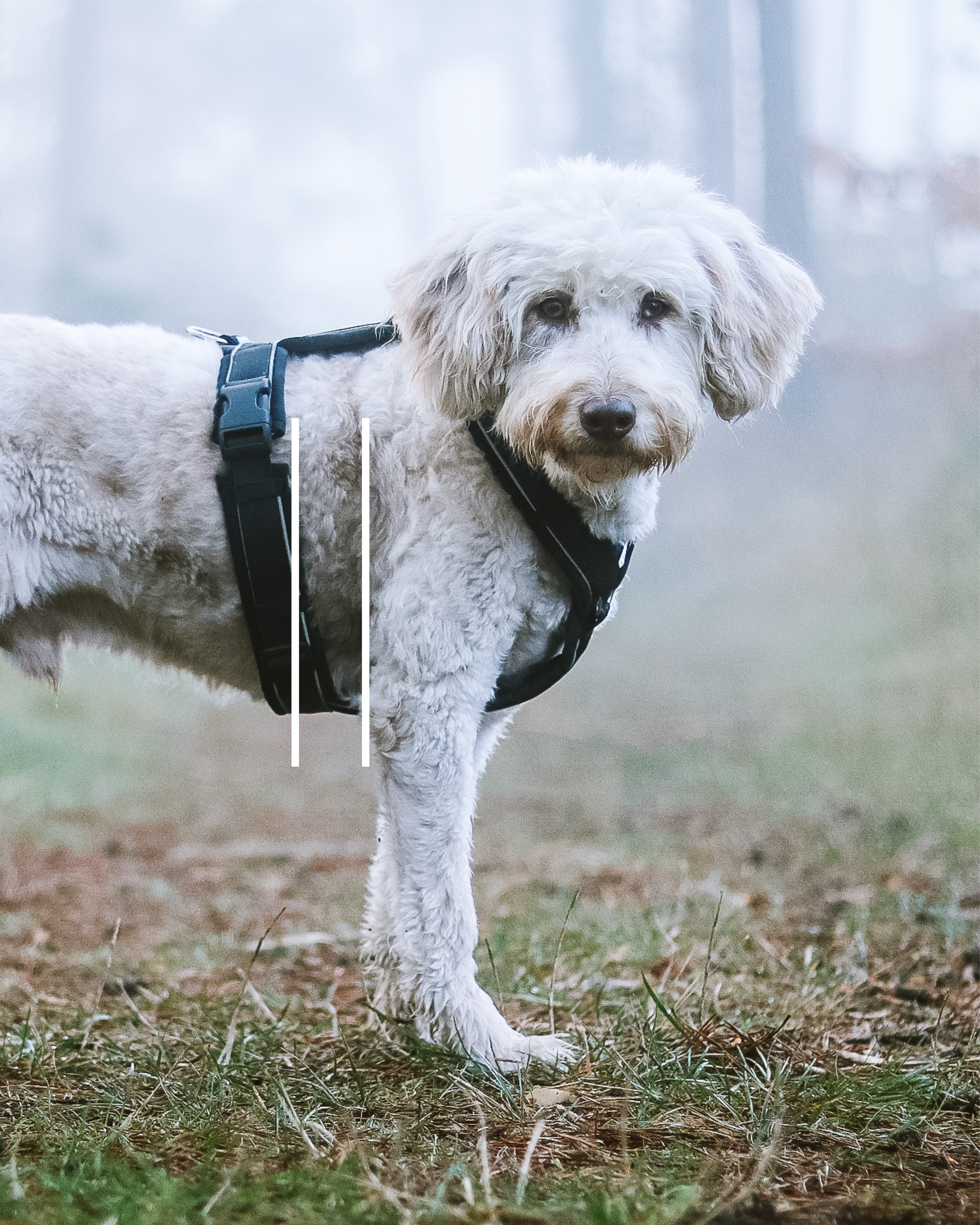 weißer Hund mit schwarzen Hundegeschirr