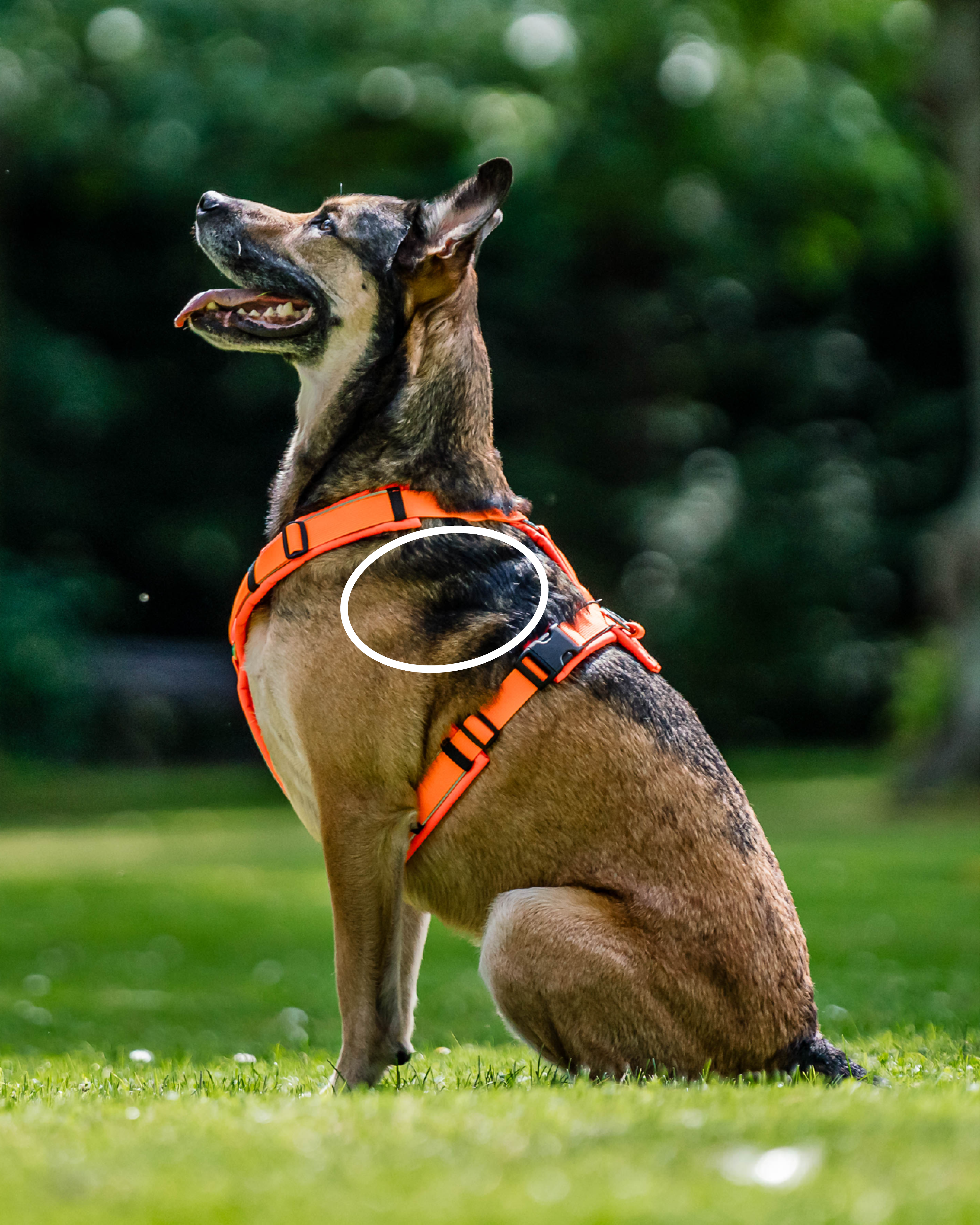 Hund mit orangenen Hundegeschirr