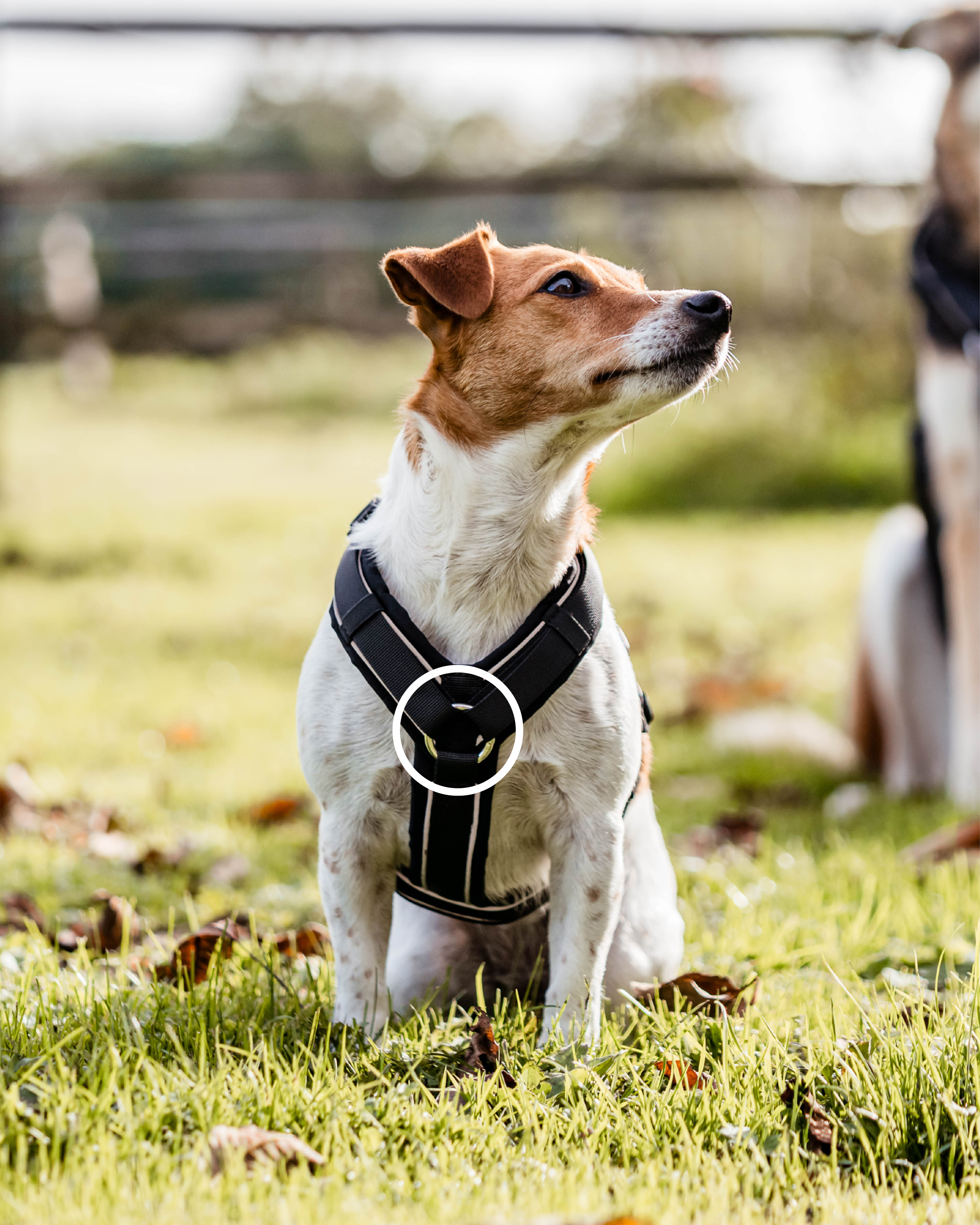 Hund mit Hundegeschirr