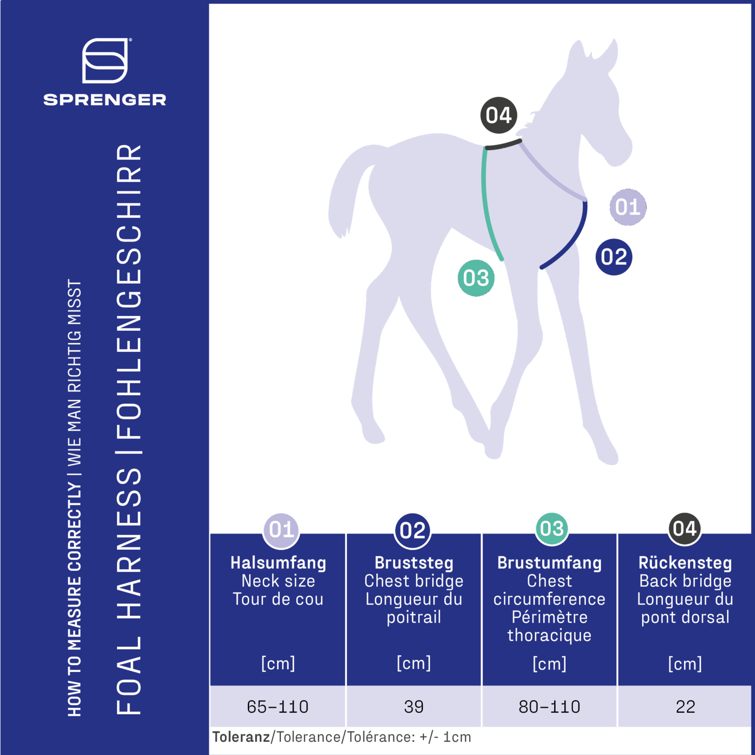 Fohlengeschirr | Groessentabelle_Fohlengeschirr.png